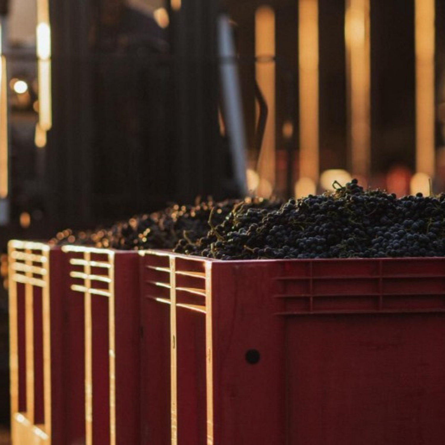 Normanby Fine Wines