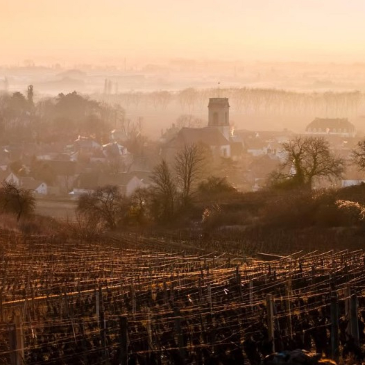 Normanby Fine Wines