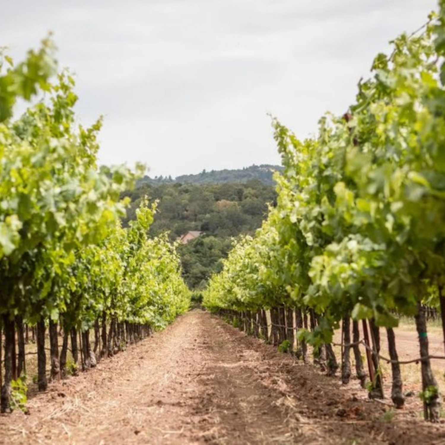 Normanby Fine Wines