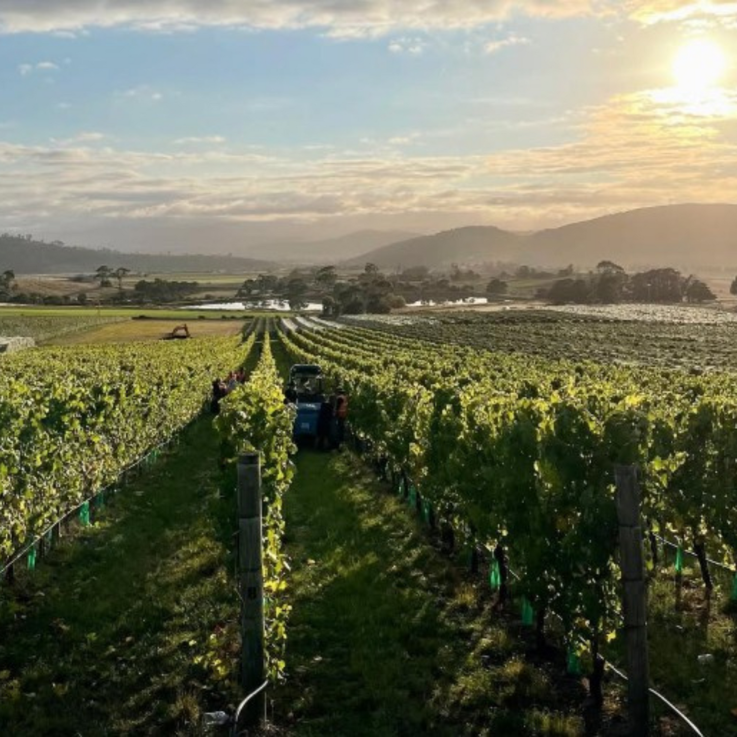 Normanby Fine Wines