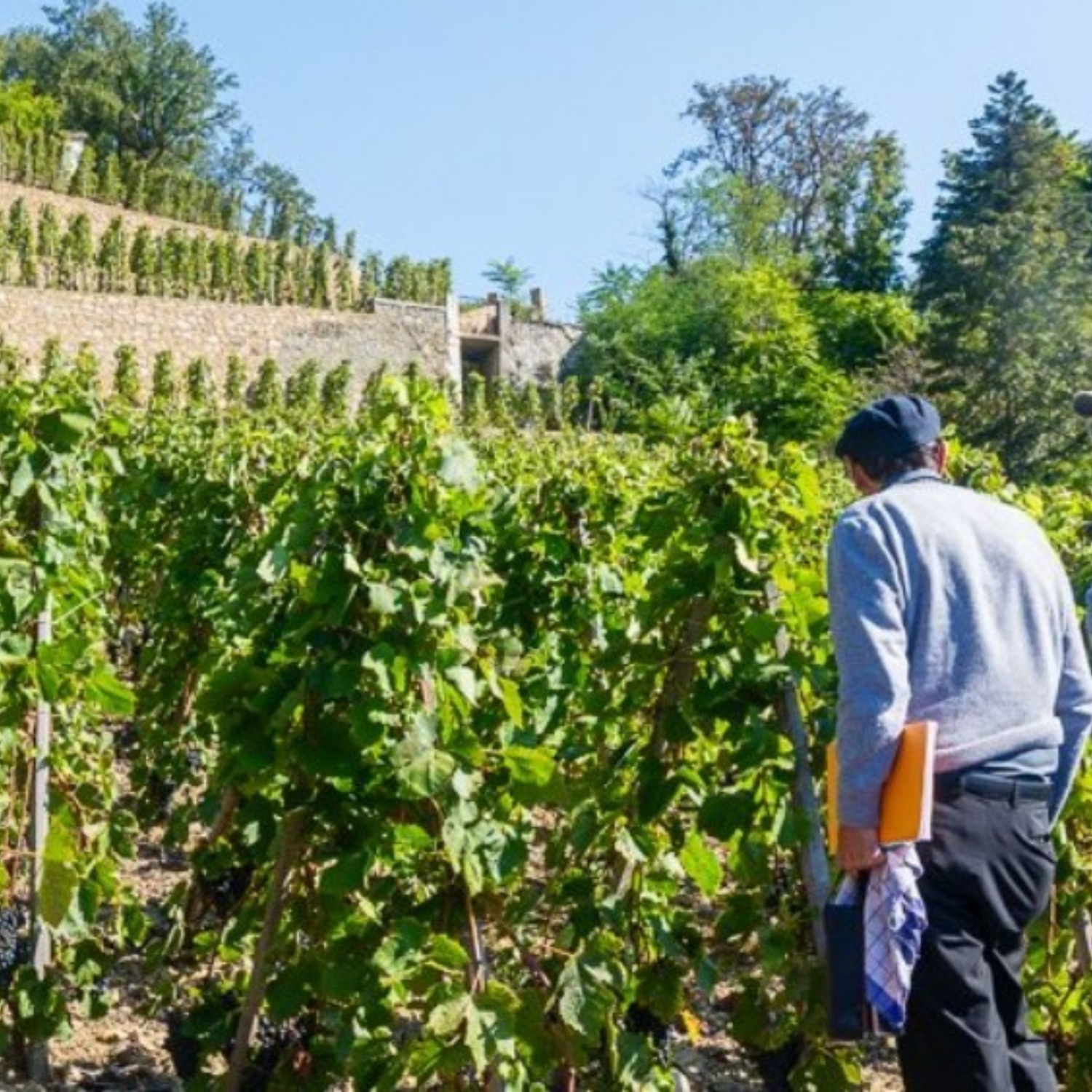 Normanby Fine Wines