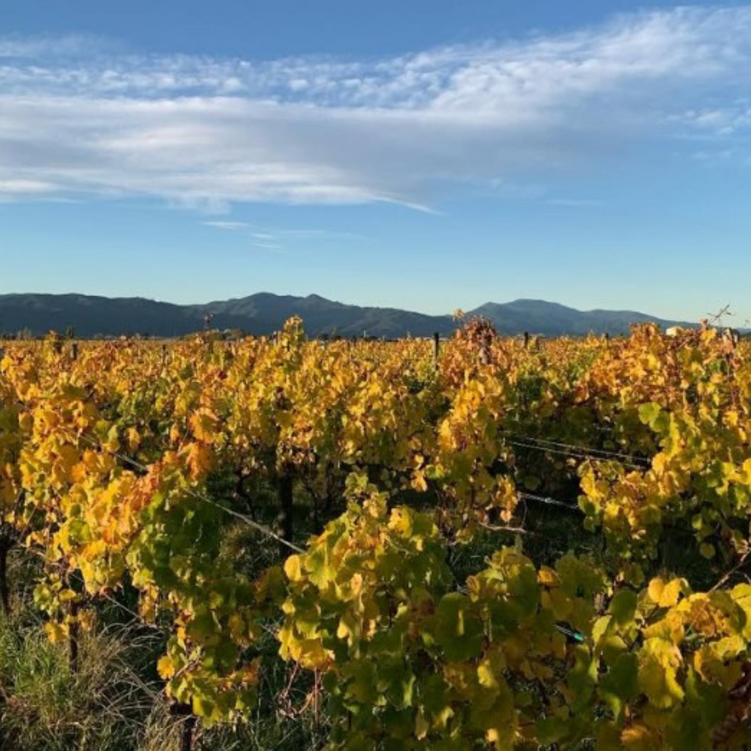 Normanby Fine Wines
