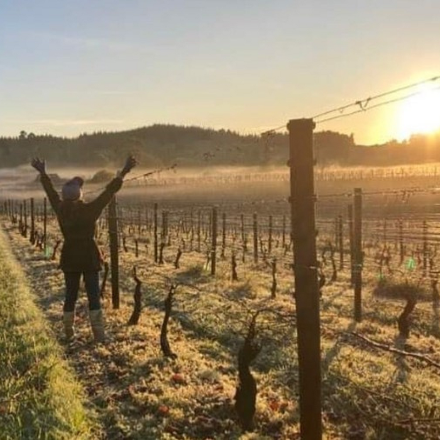Normanby Fine Wines
