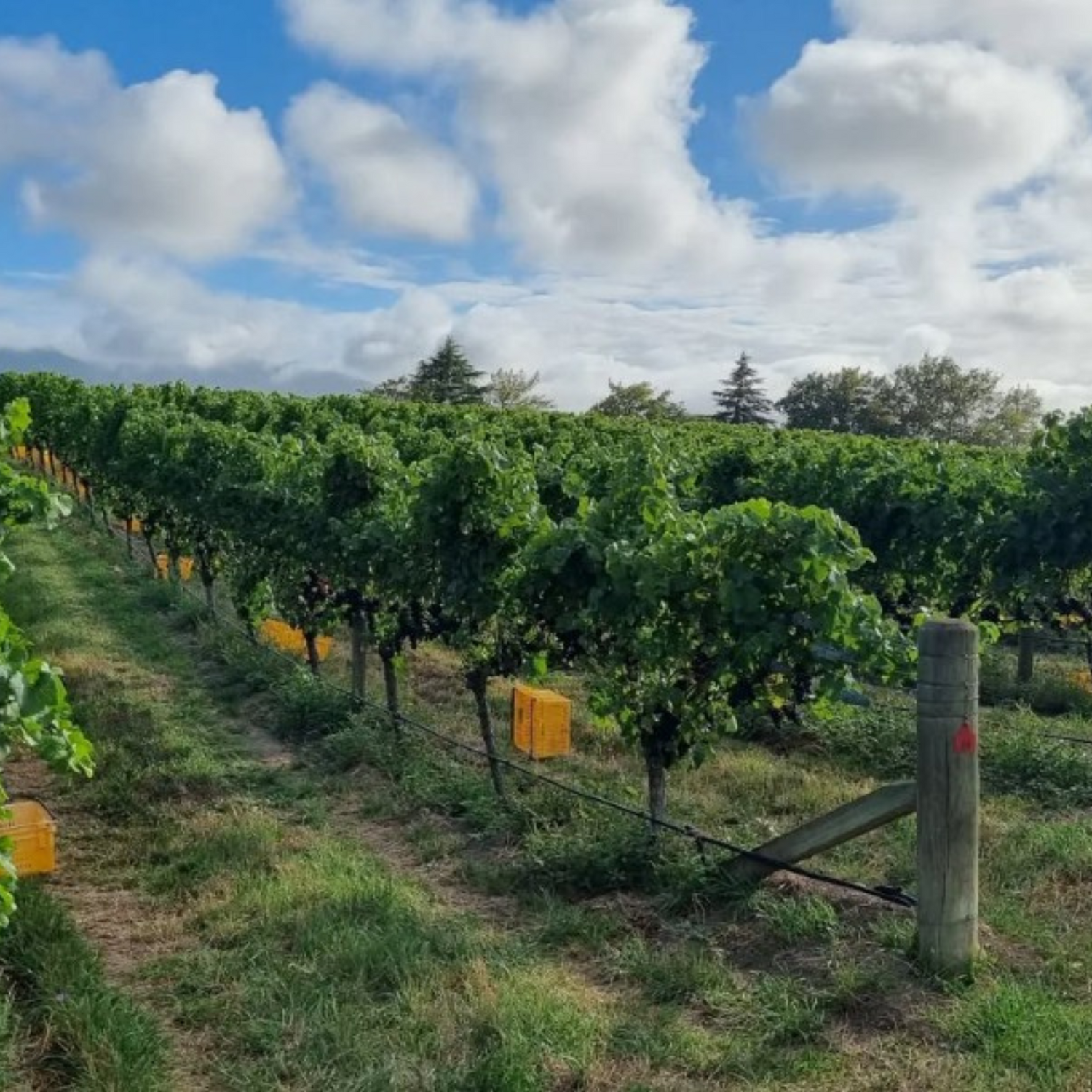 Normanby Fine Wines