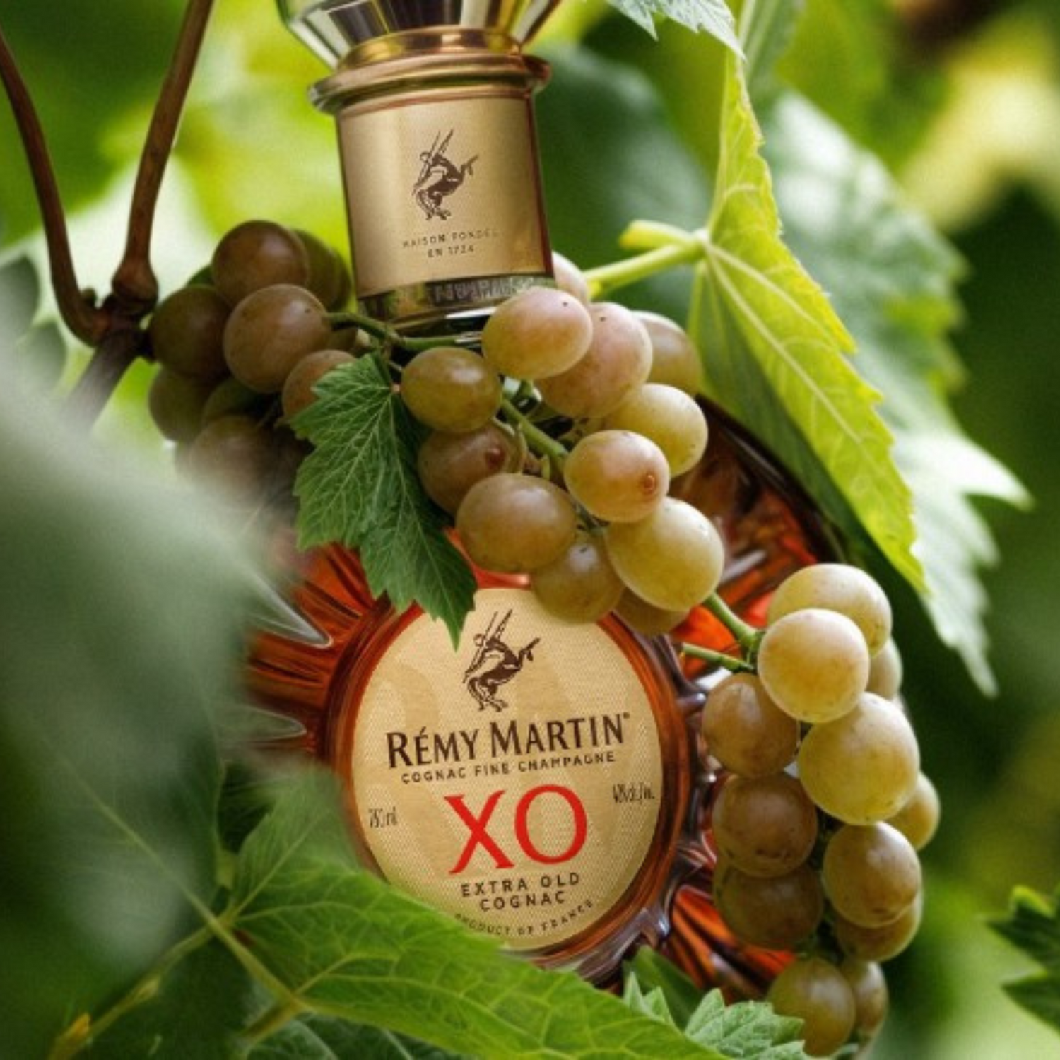 Normanby Fine Wines