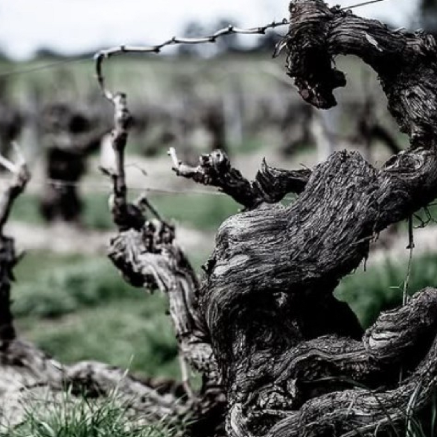 Normanby Fine Wines