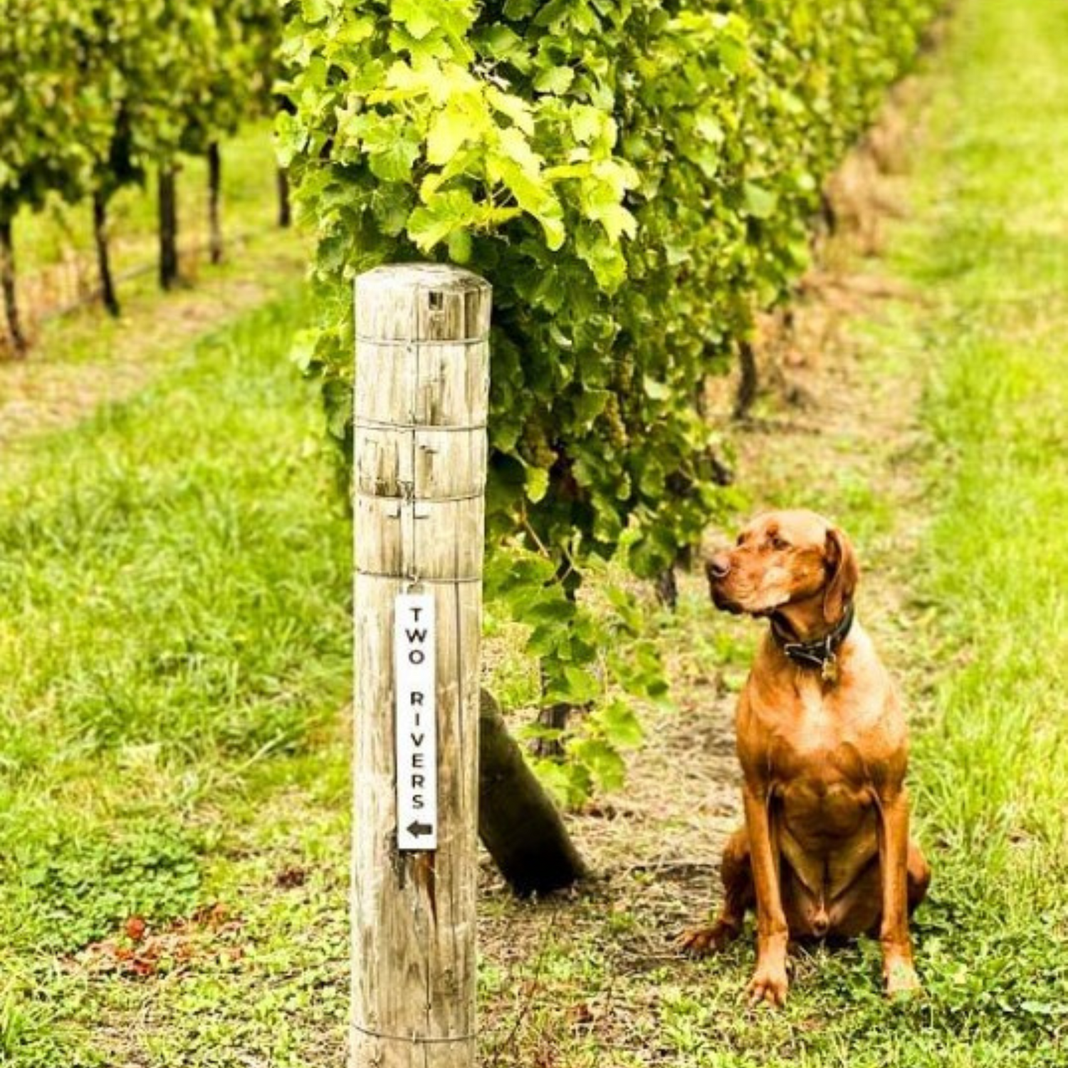 Normanby Fine Wines