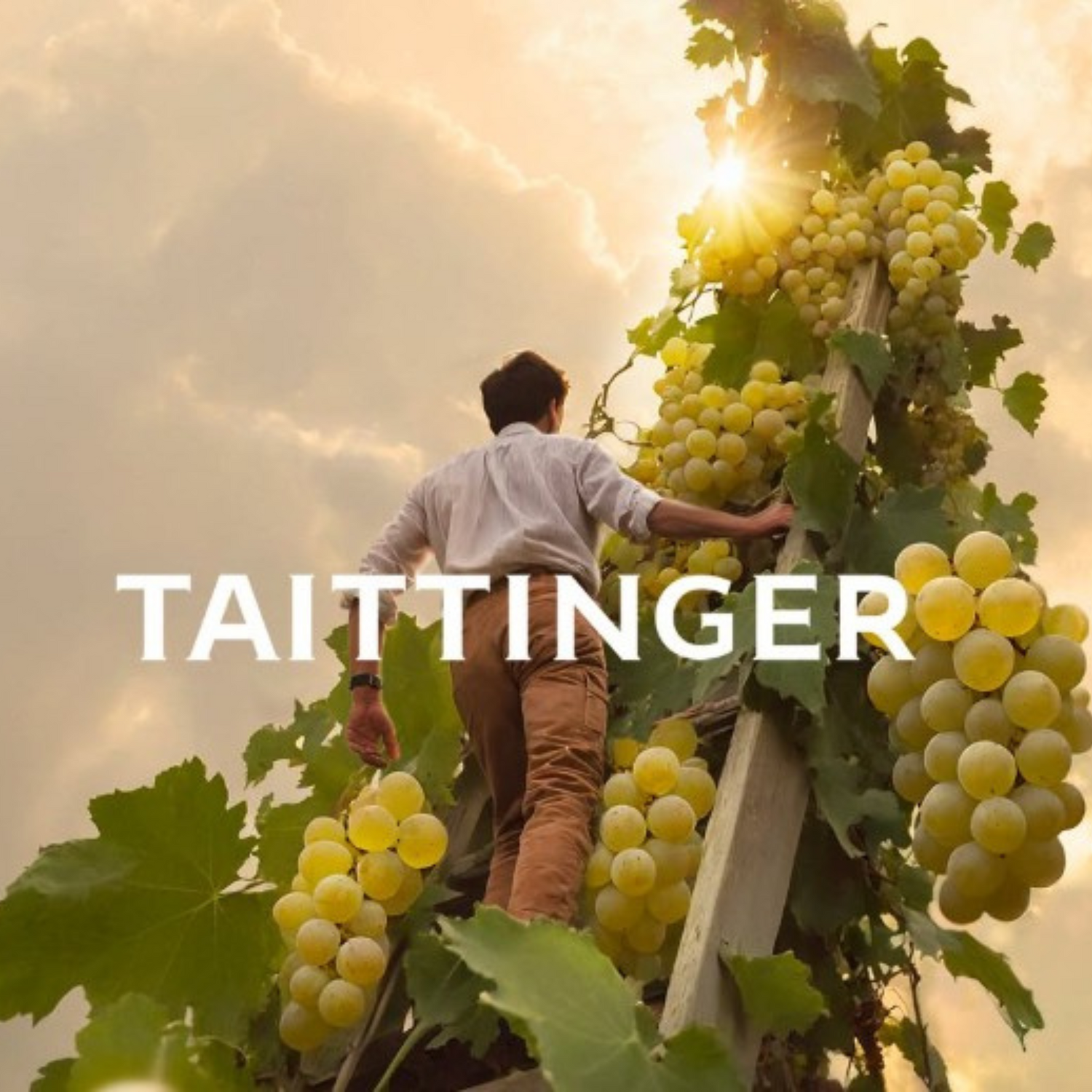 Normanby Fine Wines
