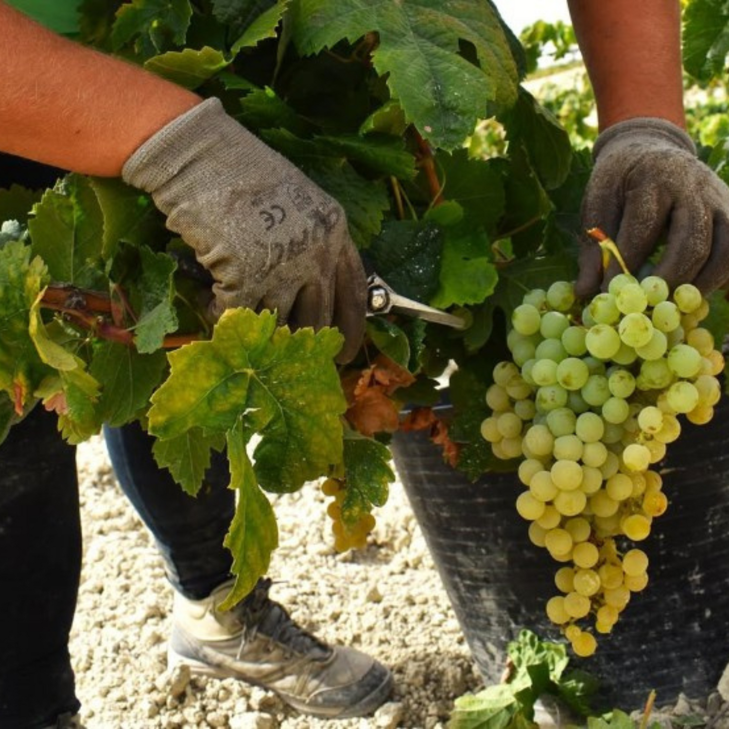 Normanby Fine Wines