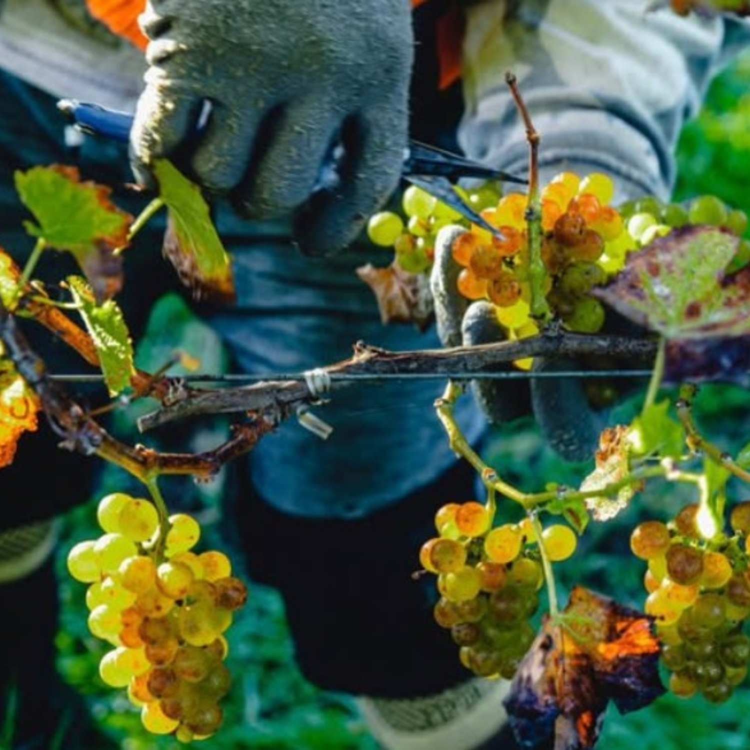 Normanby Fine Wines