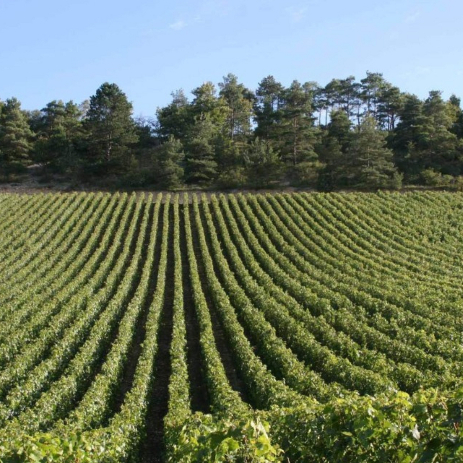 Normanby Fine Wines