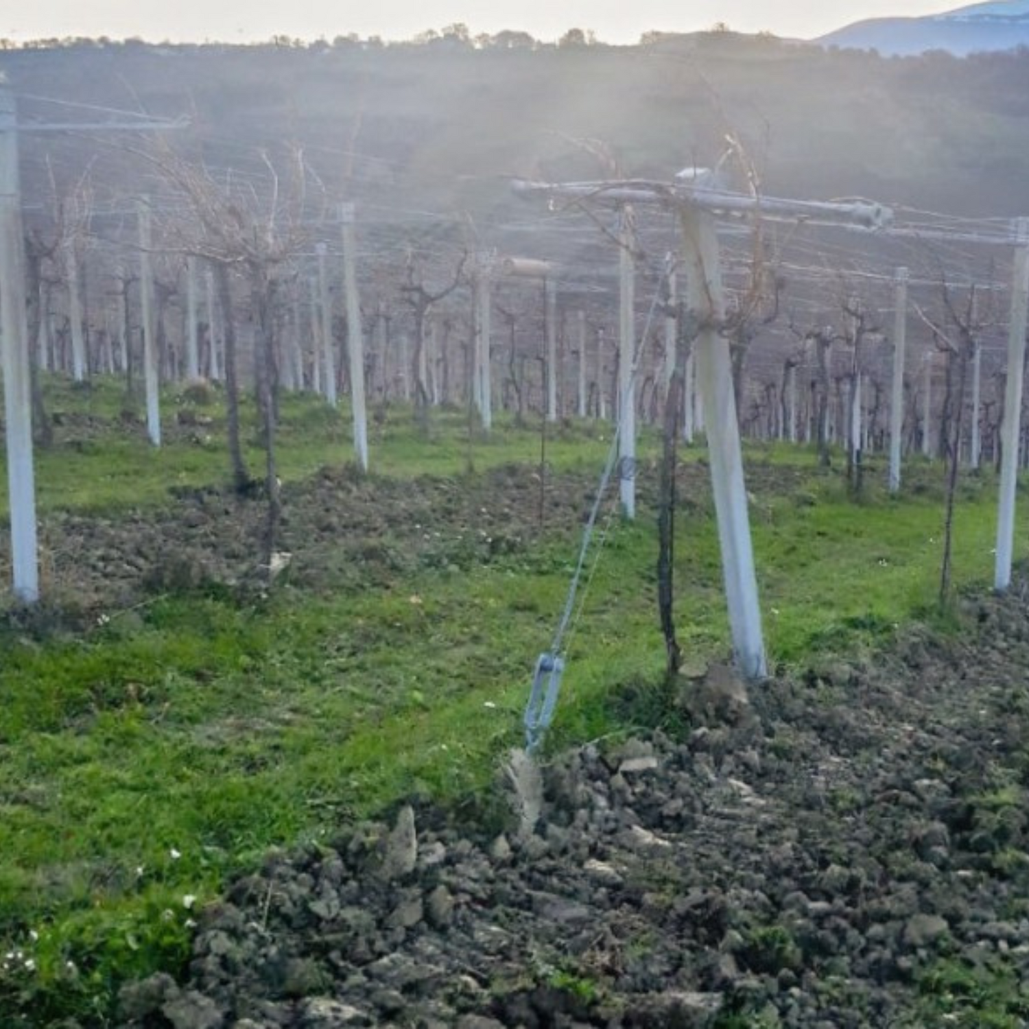 Normanby Fine Wines