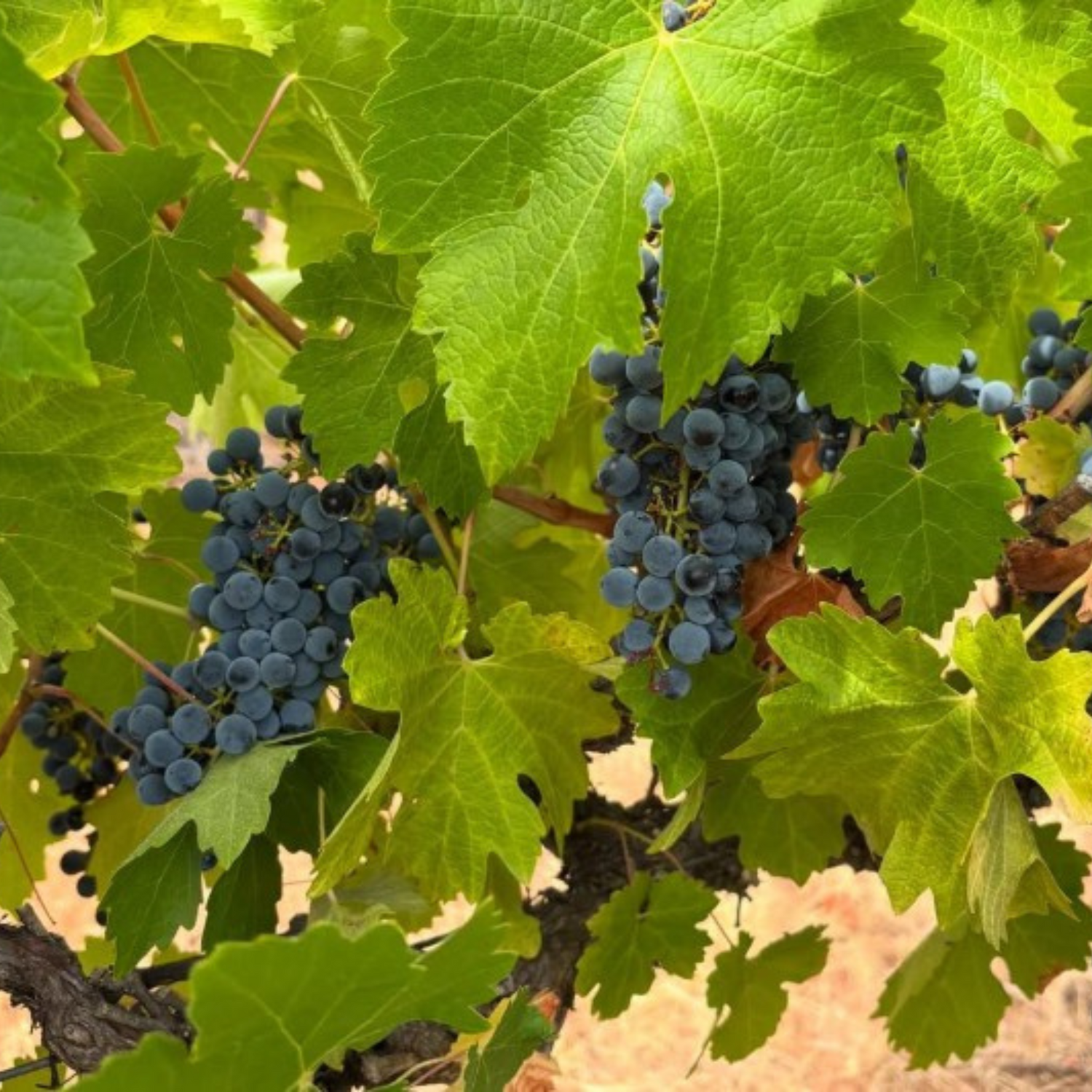 Normanby Fine Wines