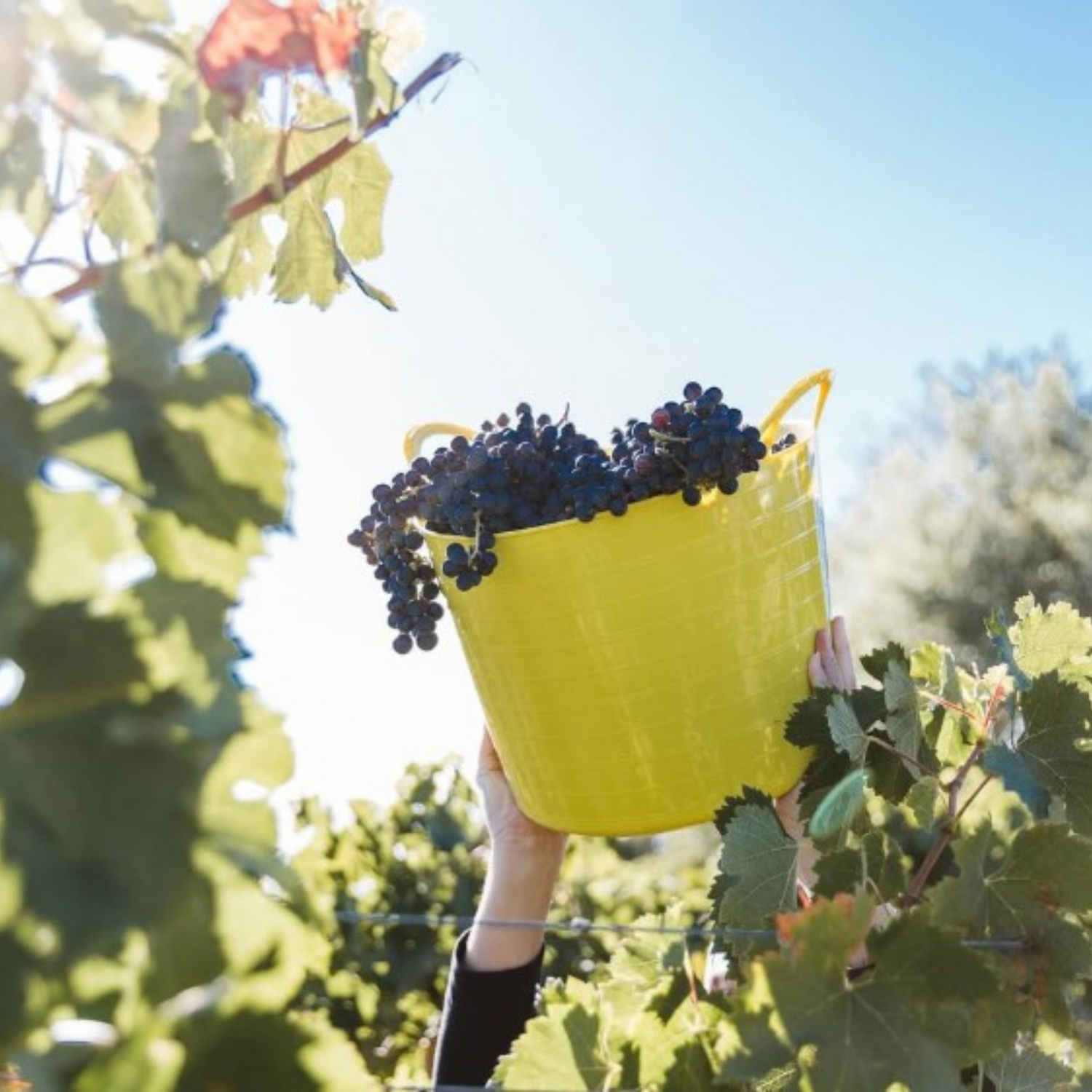 Normanby Fine Wines