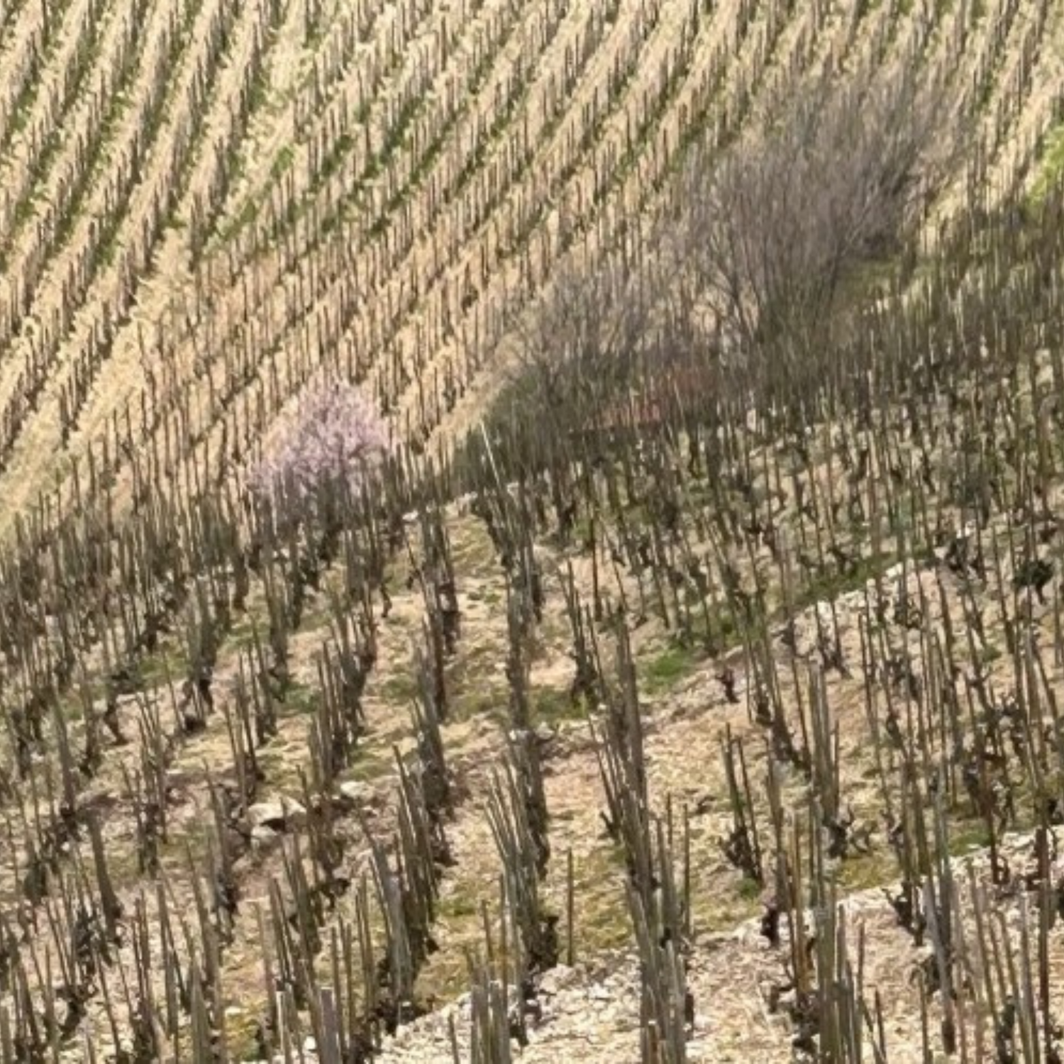 Normanby Fine Wines
