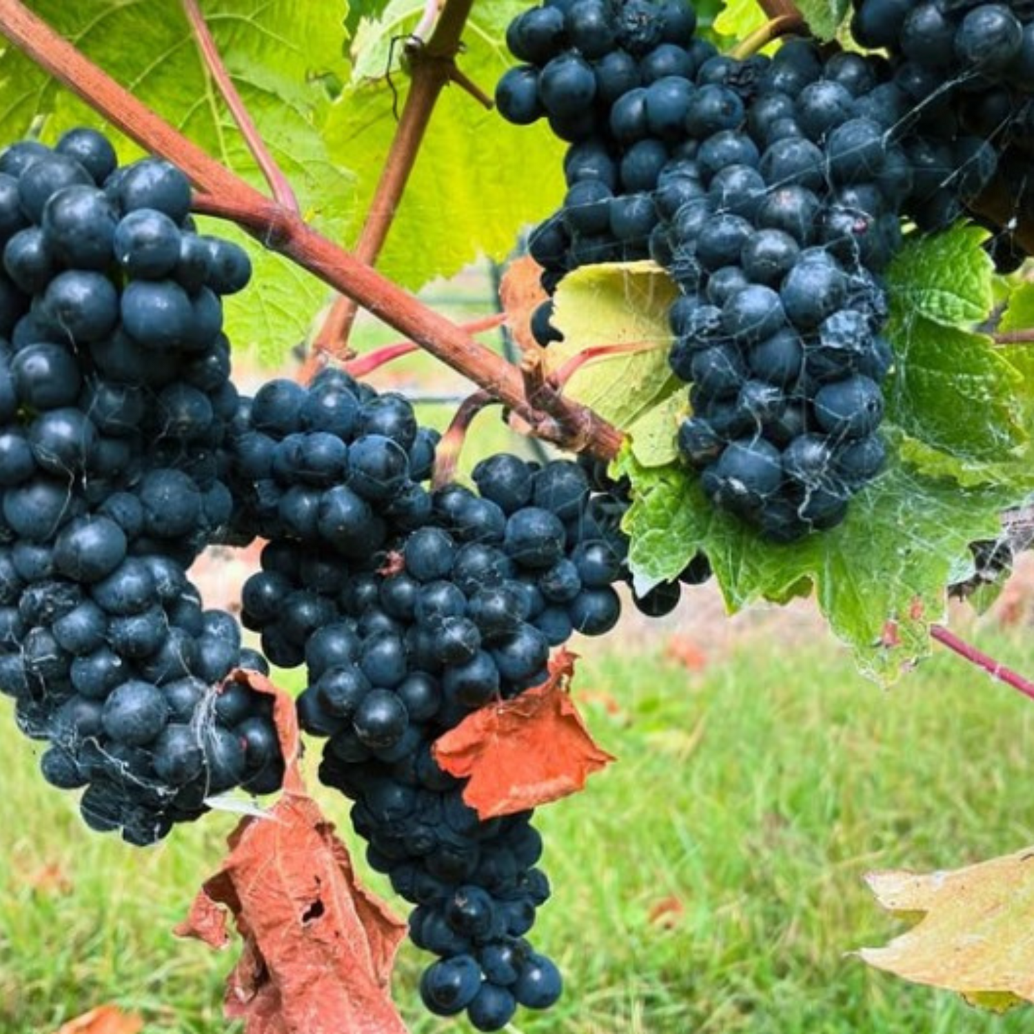 Normanby Fine Wines