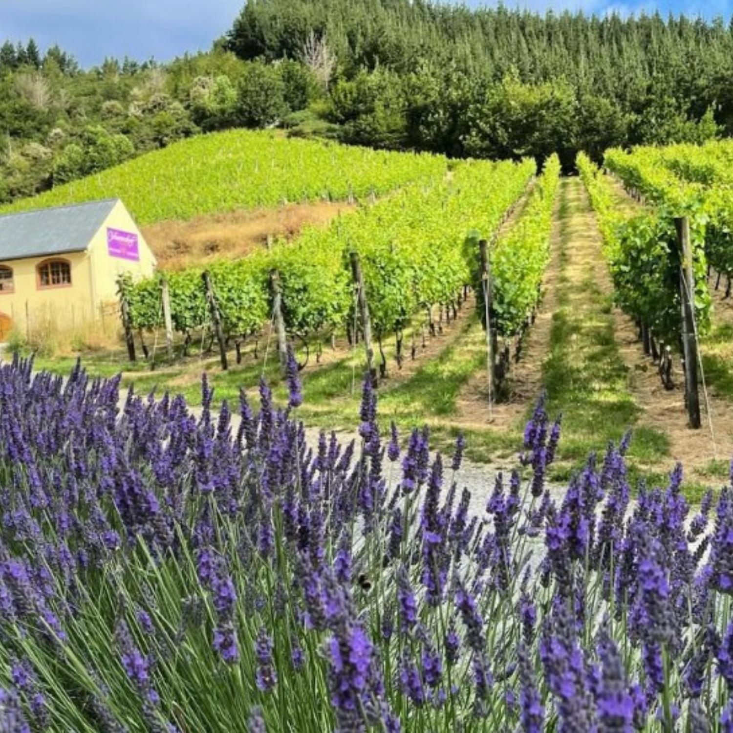 Normanby Fine Wines