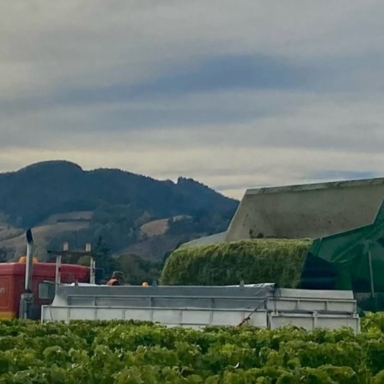 Normanby Fine Wines