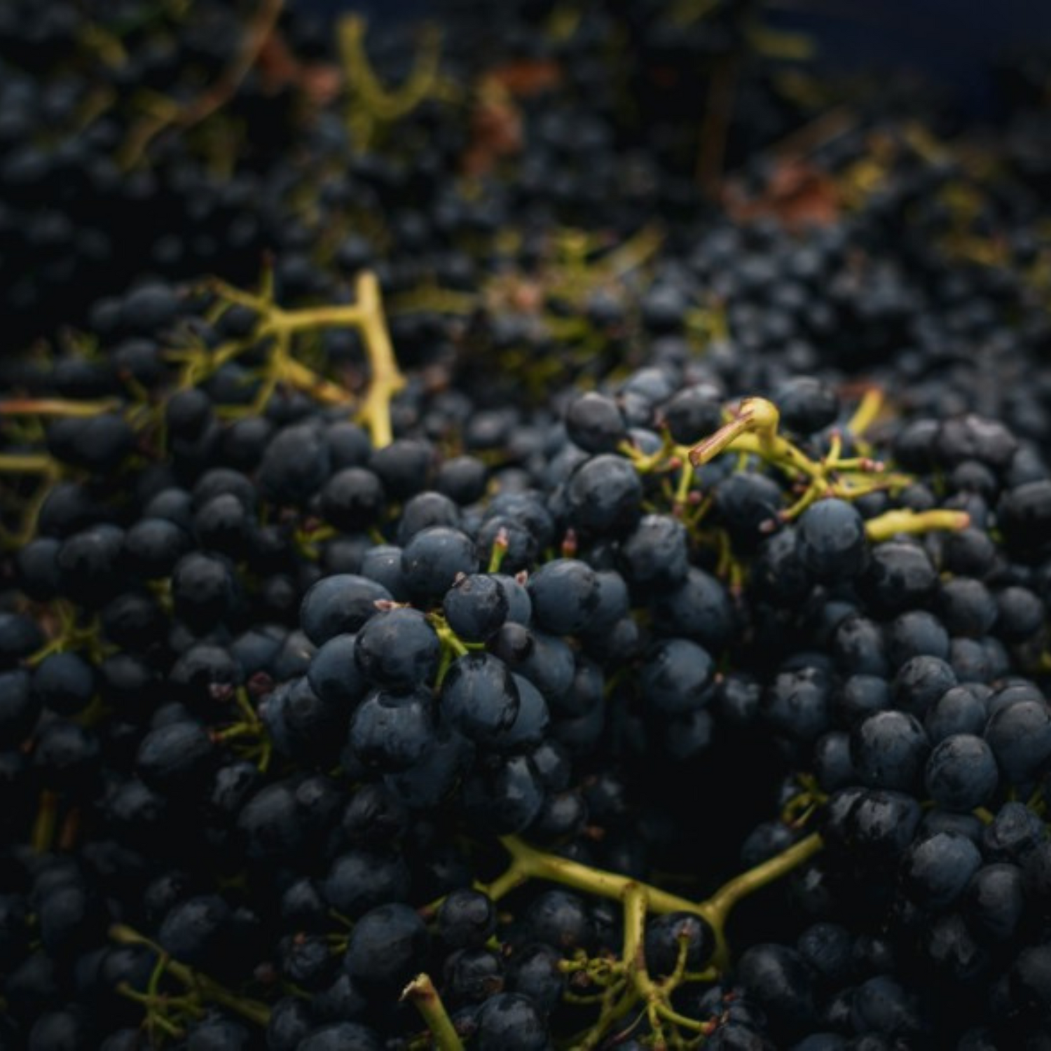 Normanby Fine Wines