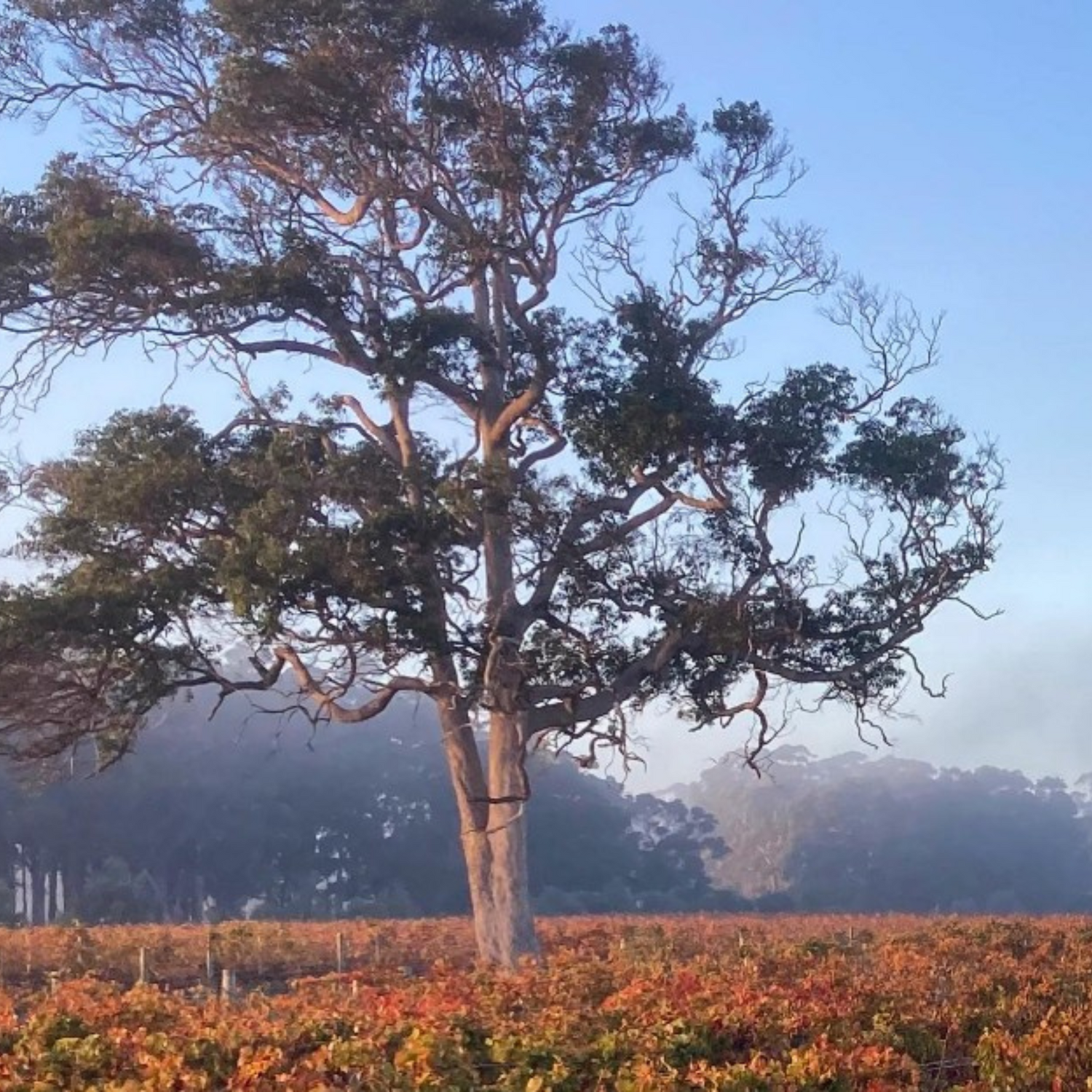 Normanby Fine Wines