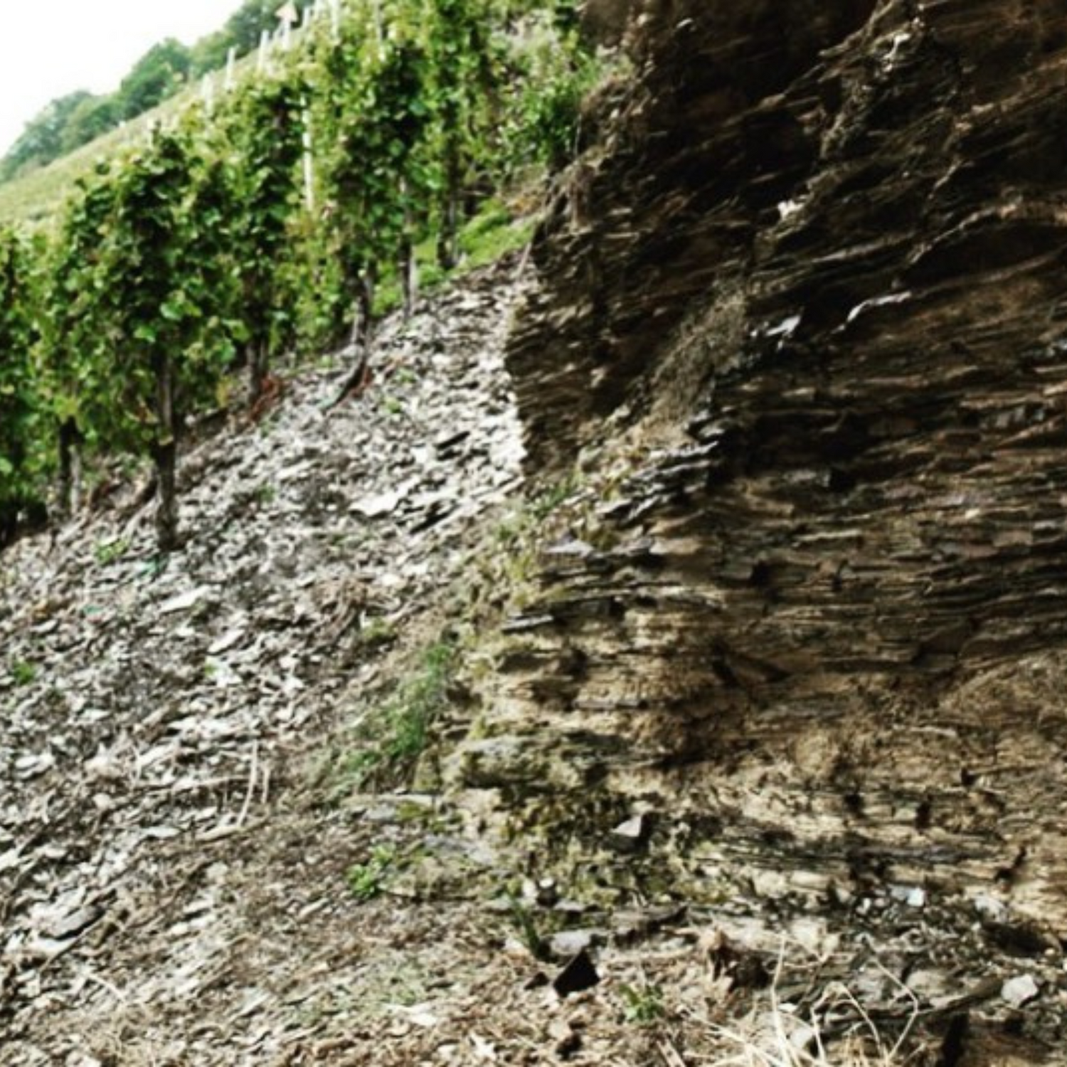 Normanby Fine Wines