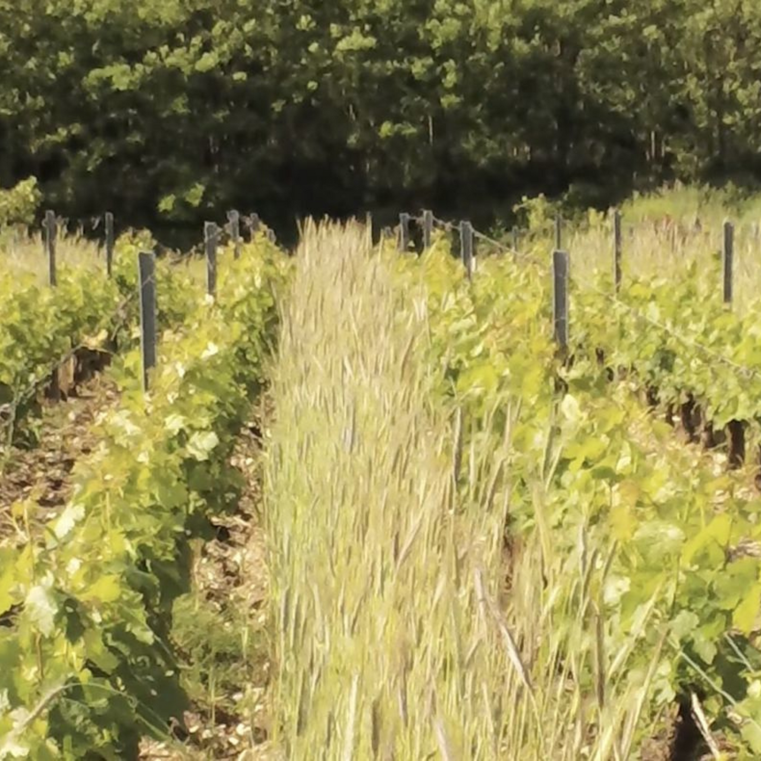 Normanby Fine Wines
