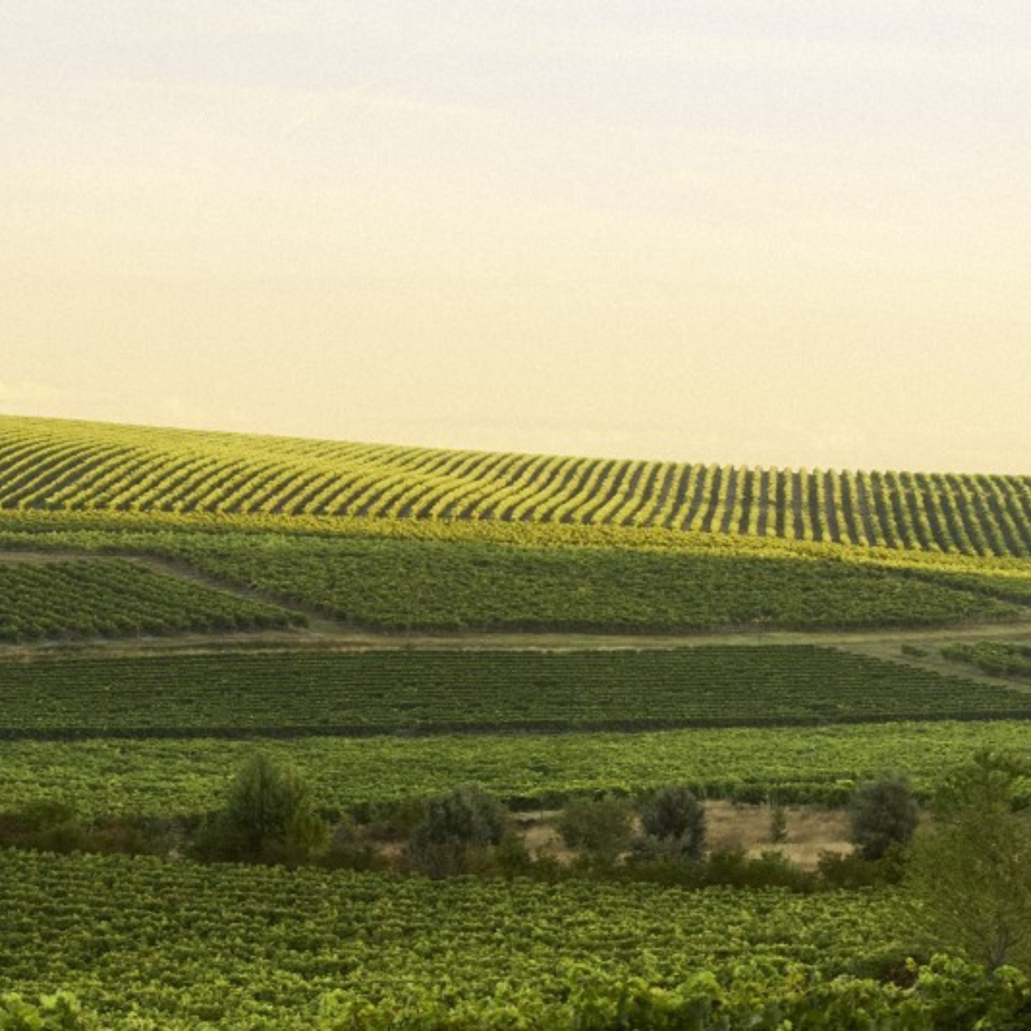 Normanby Fine Wines