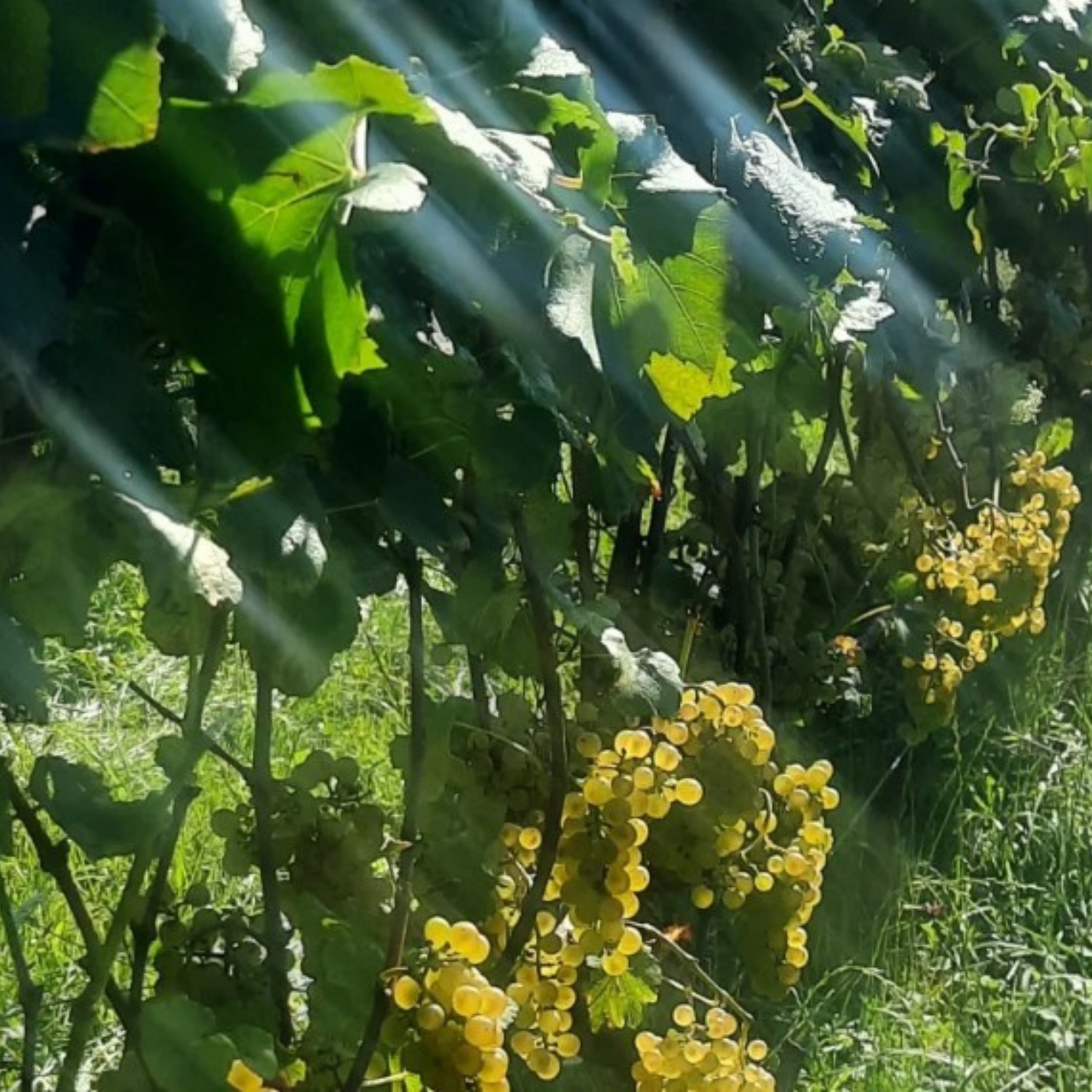 Normanby Fine Wines