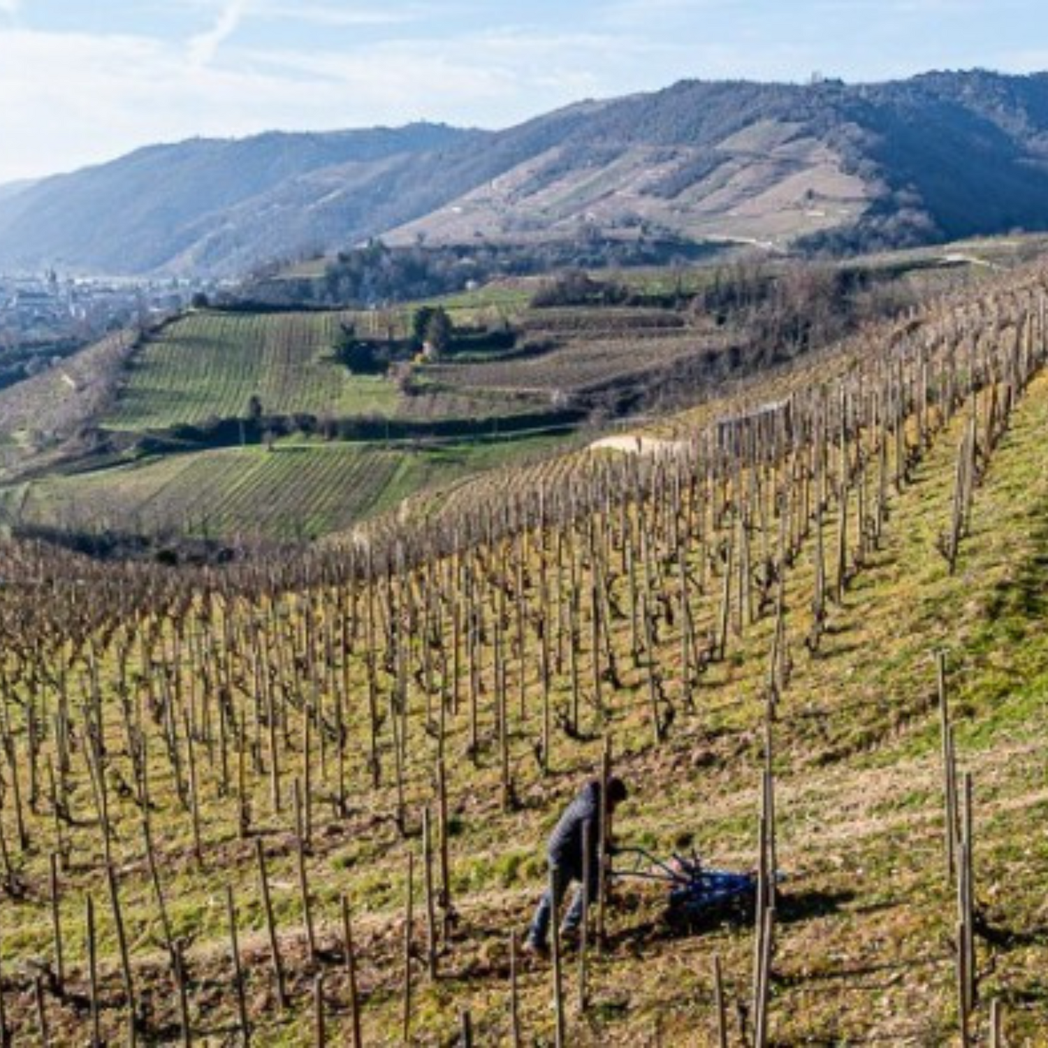 Normanby Fine Wines