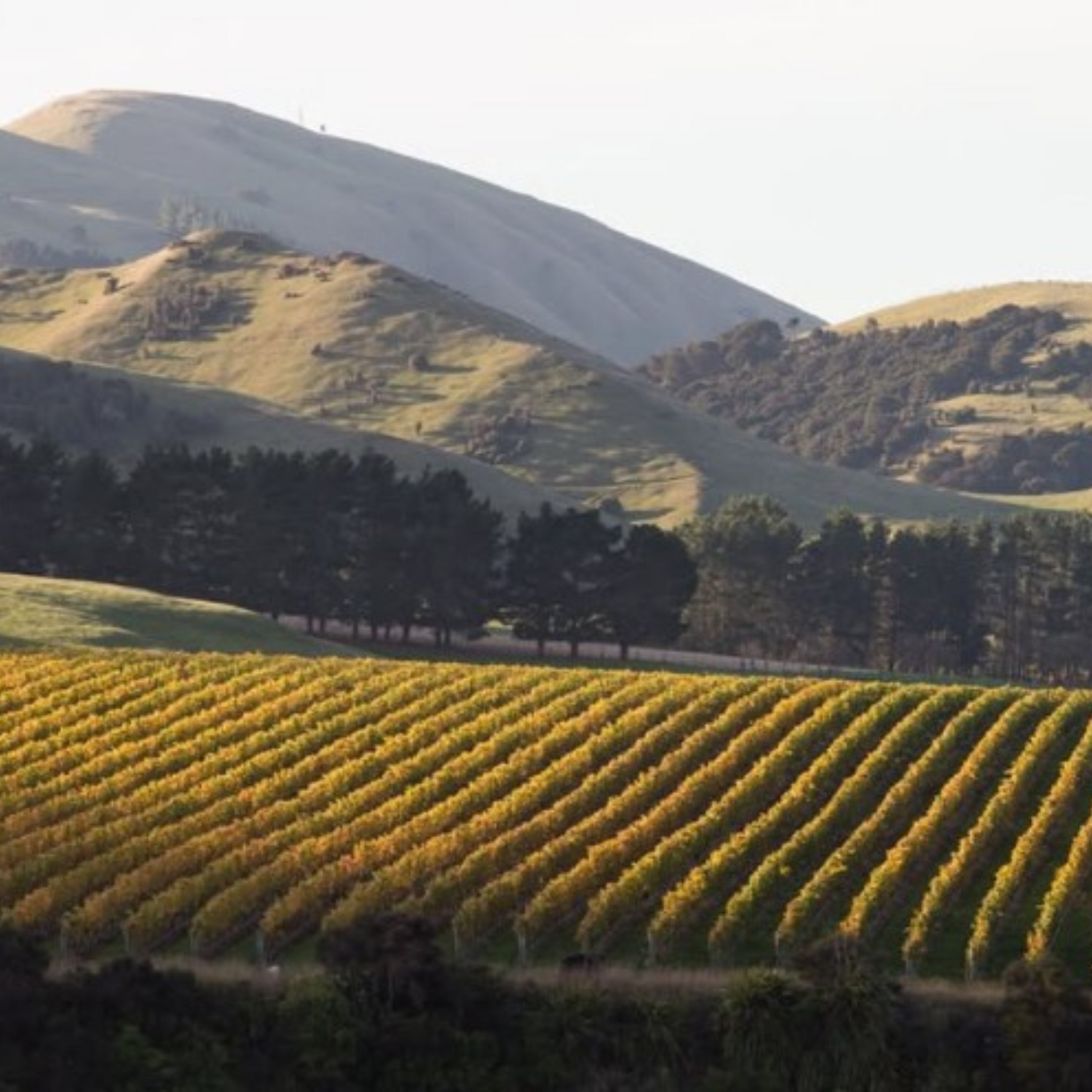 Normanby Fine Wines