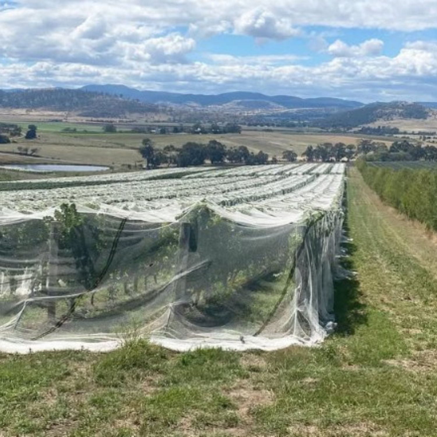 Normanby Fine Wines