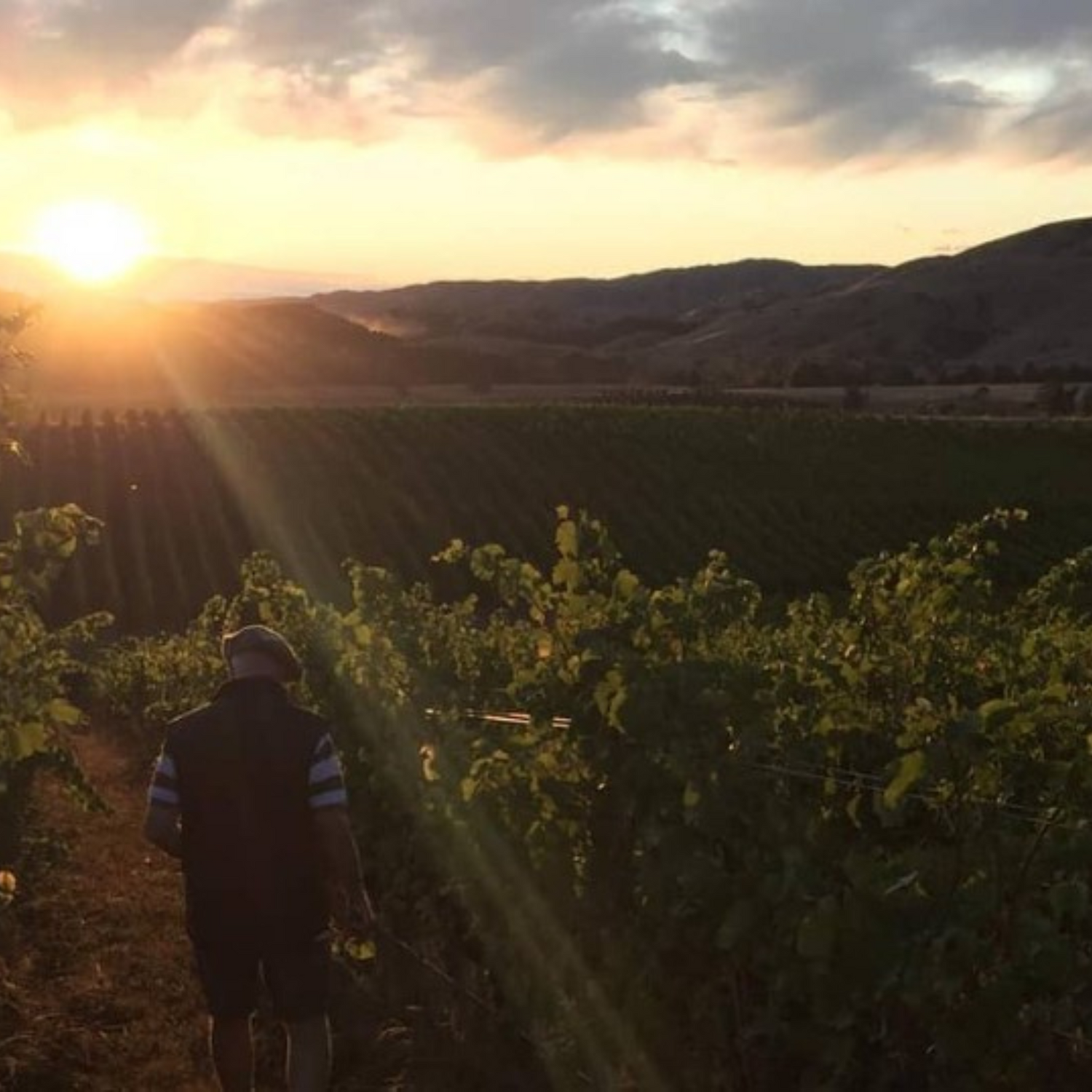 Normanby Fine Wines
