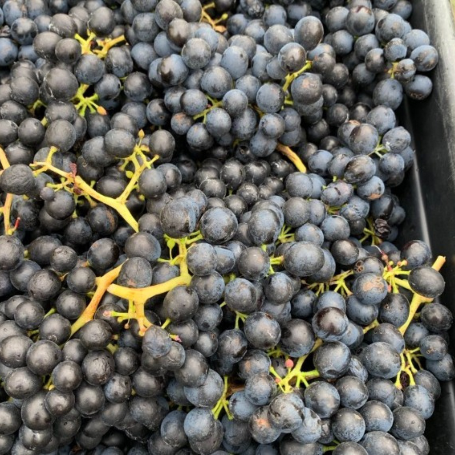 Normanby Fine Wines