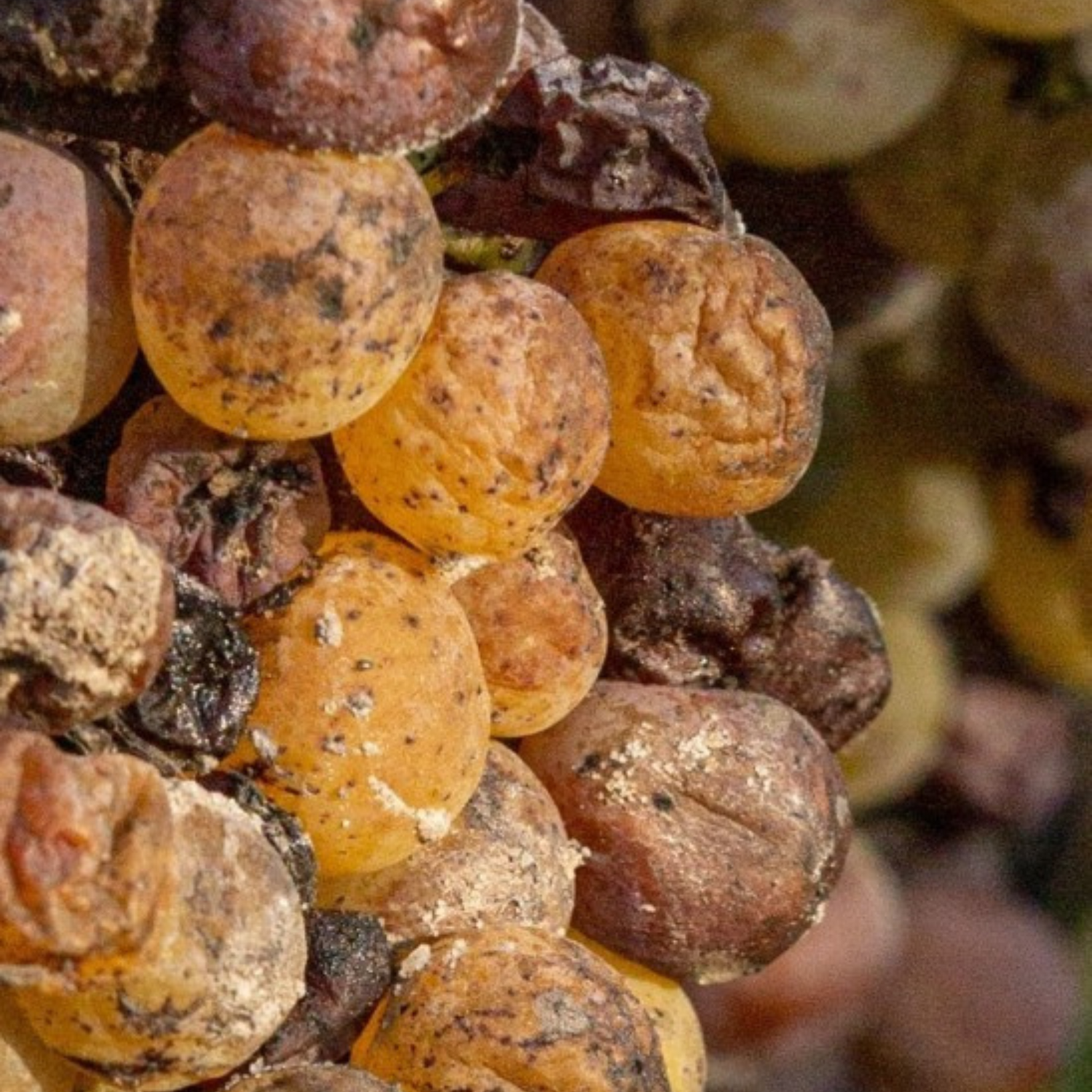 Normanby Fine Wines