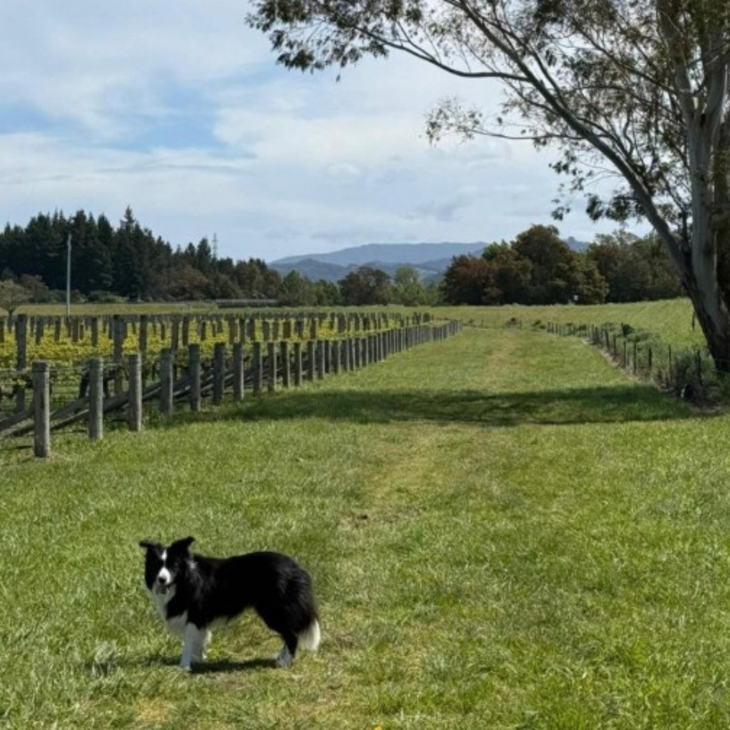 Normanby Fine Wines