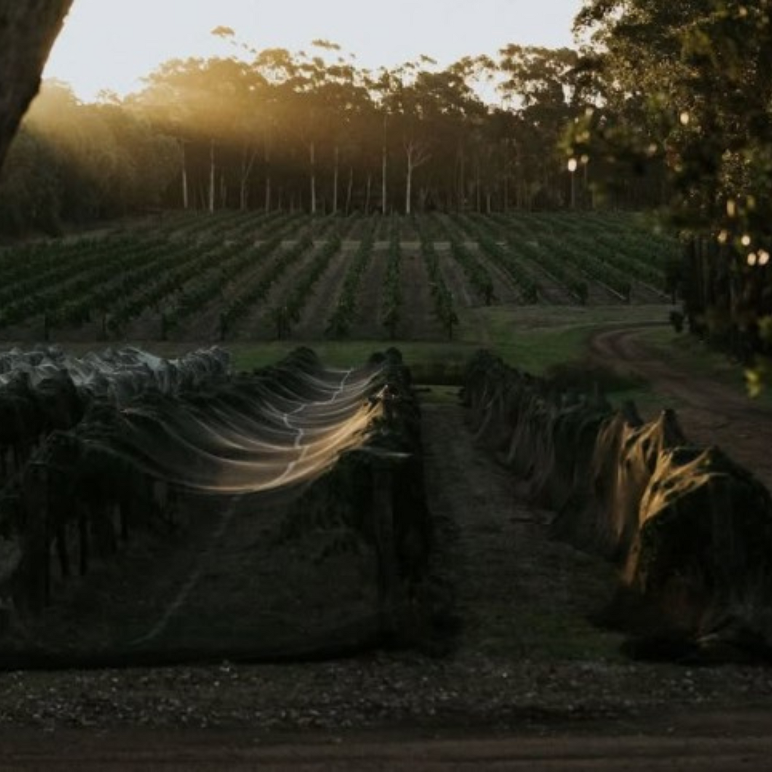Normanby Fine Wines