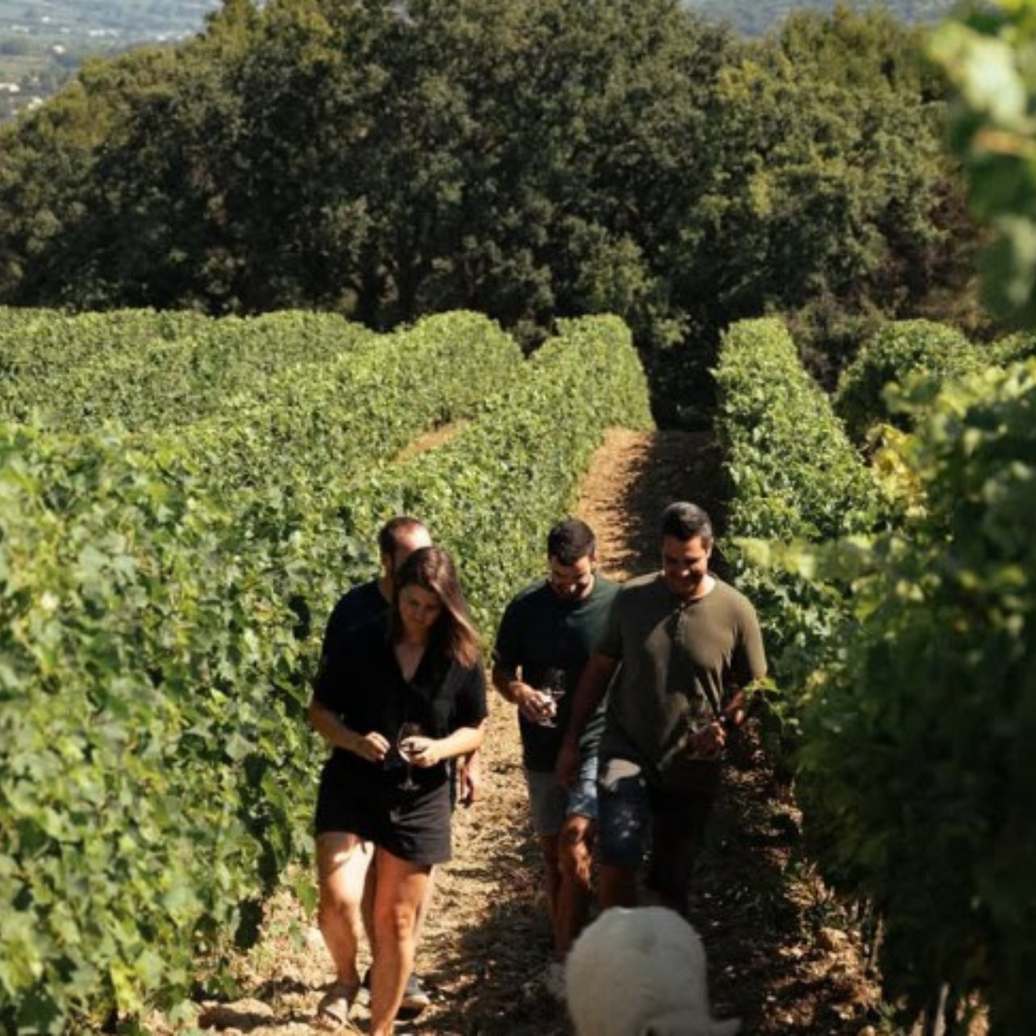Normanby Fine Wines