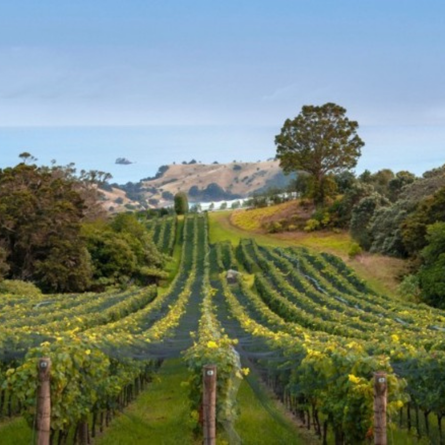 Normanby Fine Wines