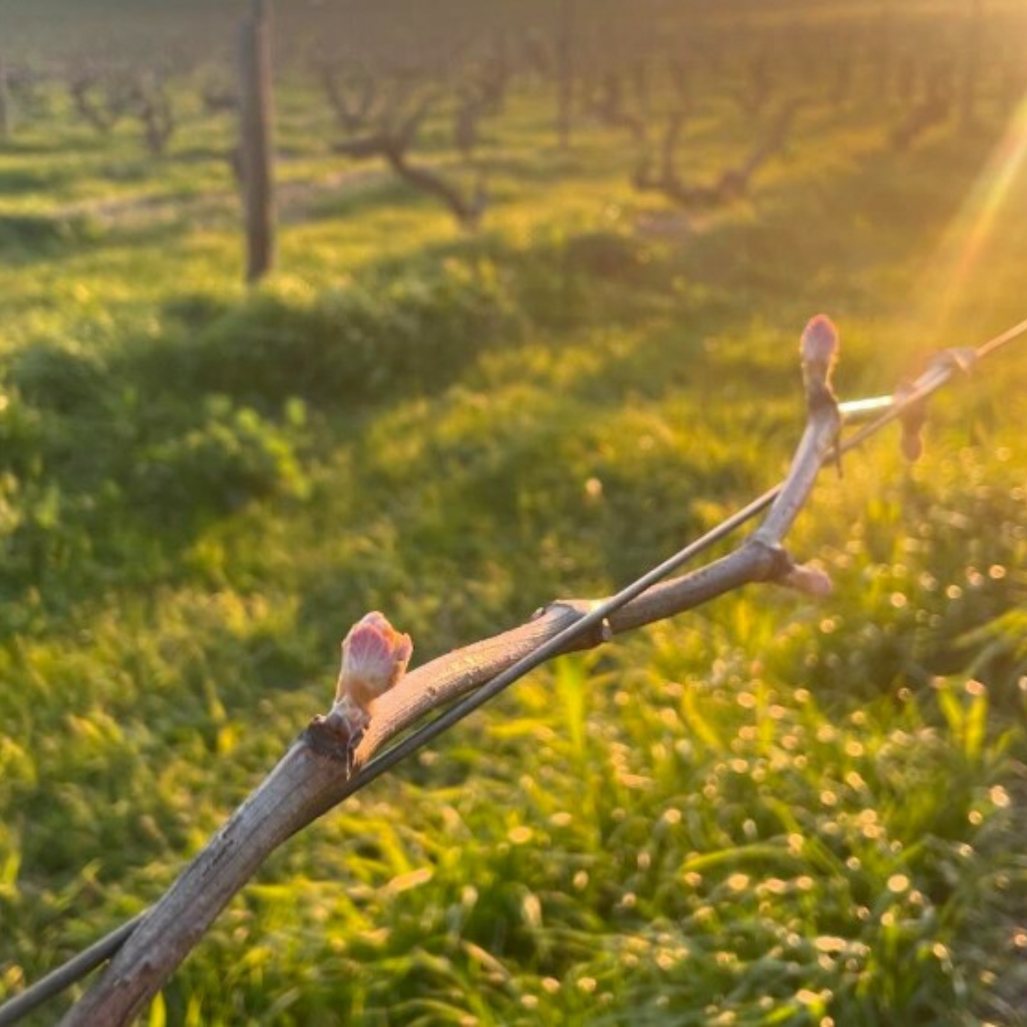 Normanby Fine Wines