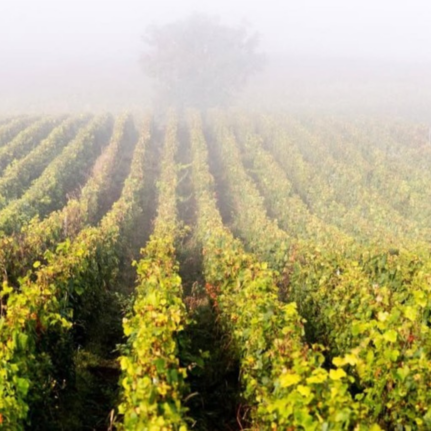 Normanby Fine Wines