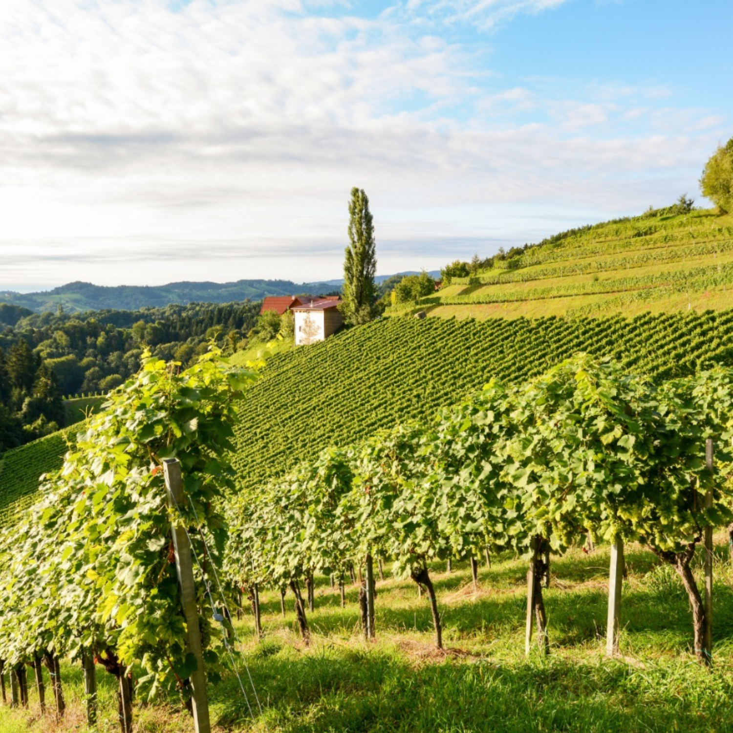 Normanby Fine Wines