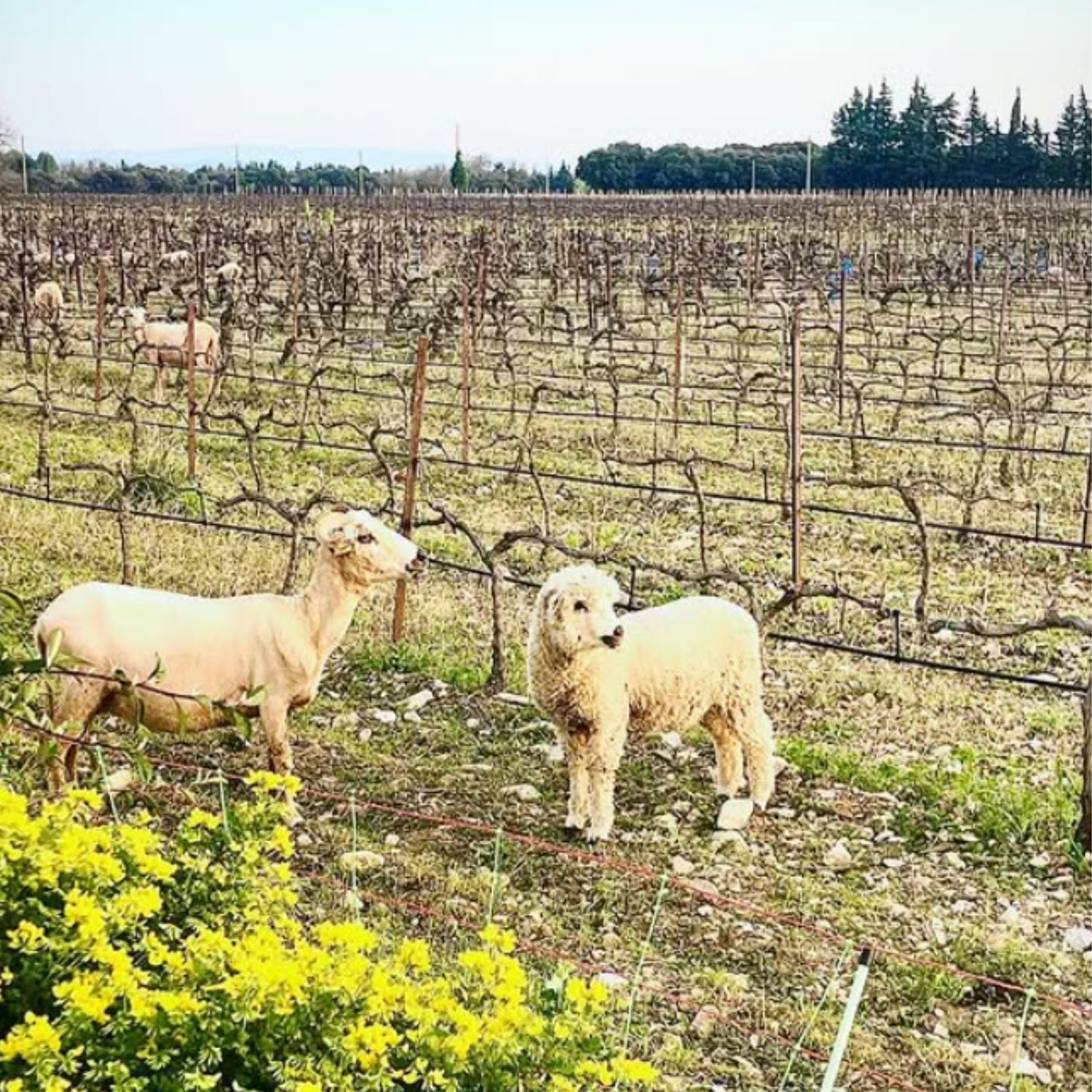 Normanby Fine Wines