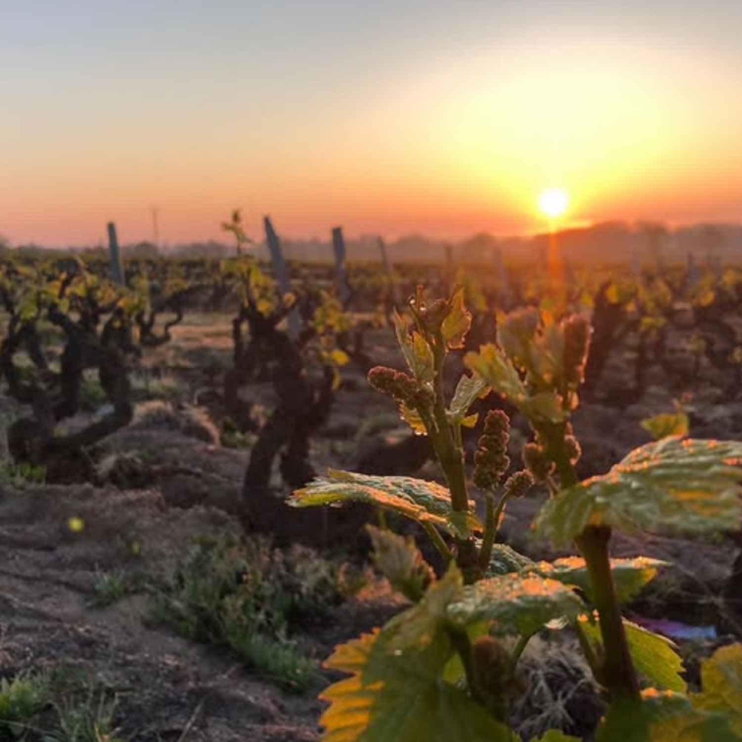 Normanby Fine Wines
