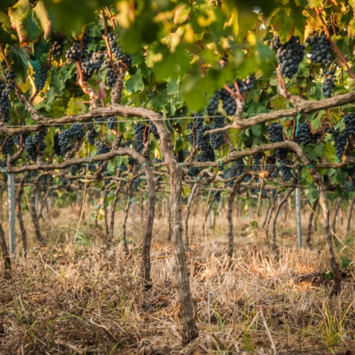 Normanby Fine Wines