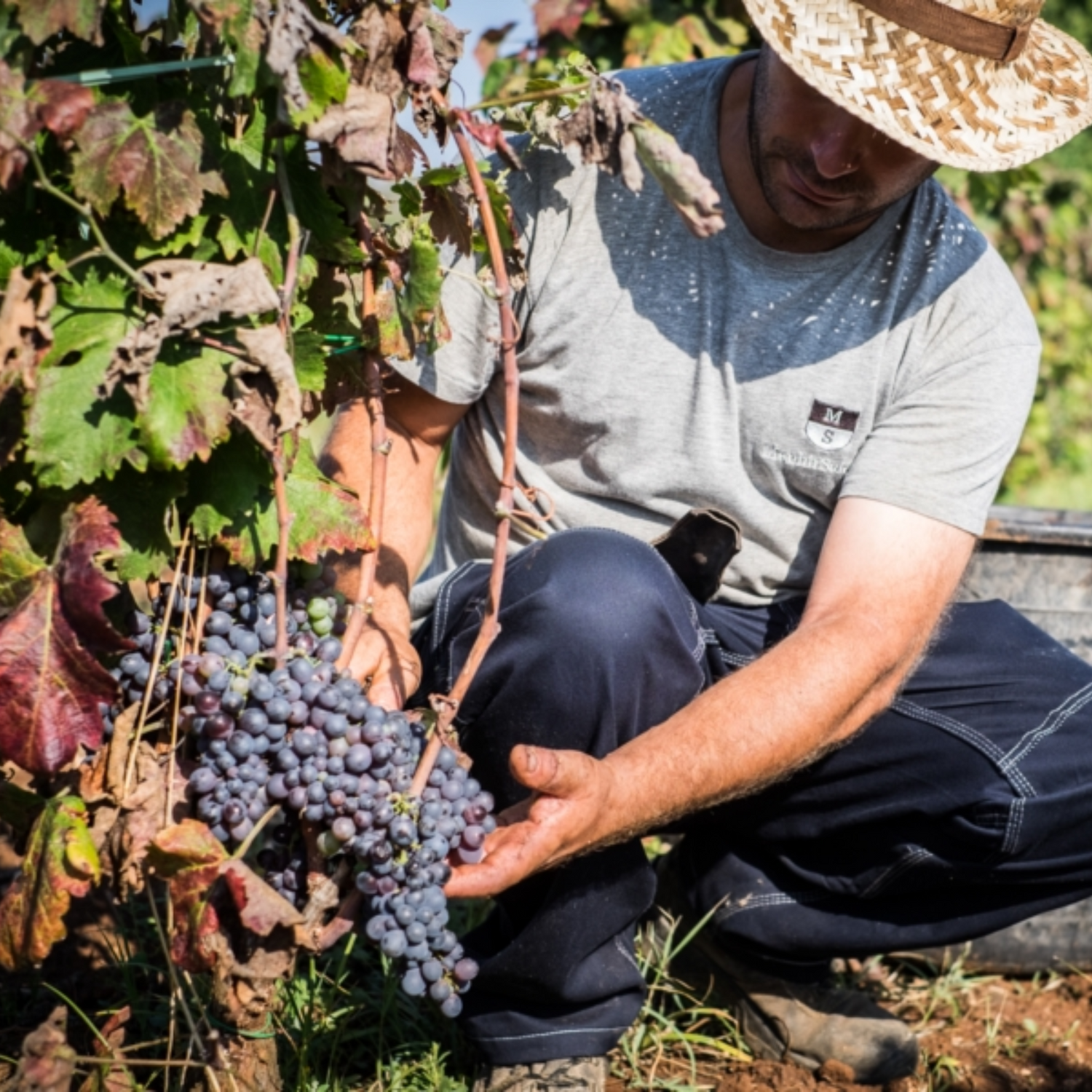 Normanby Fine Wines