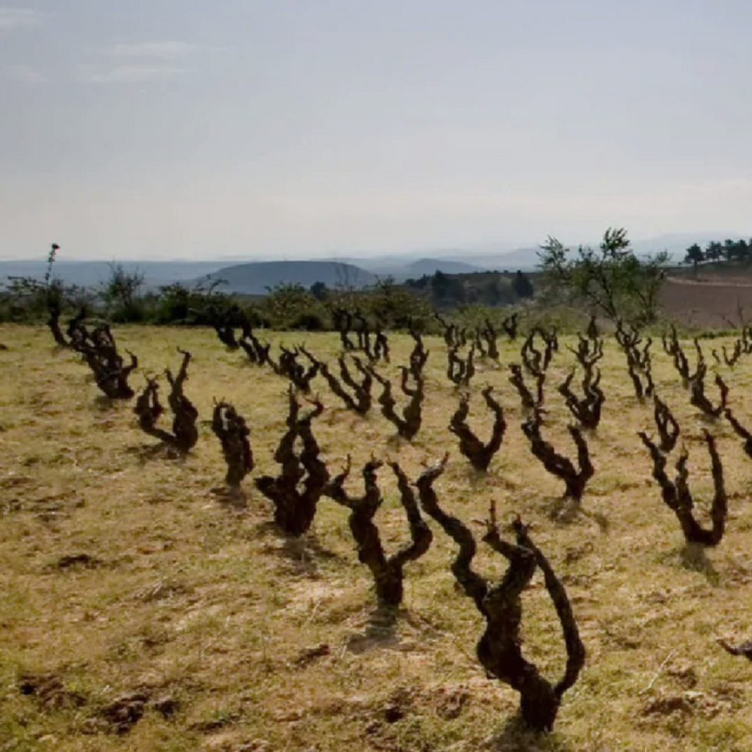Normanby Fine Wines