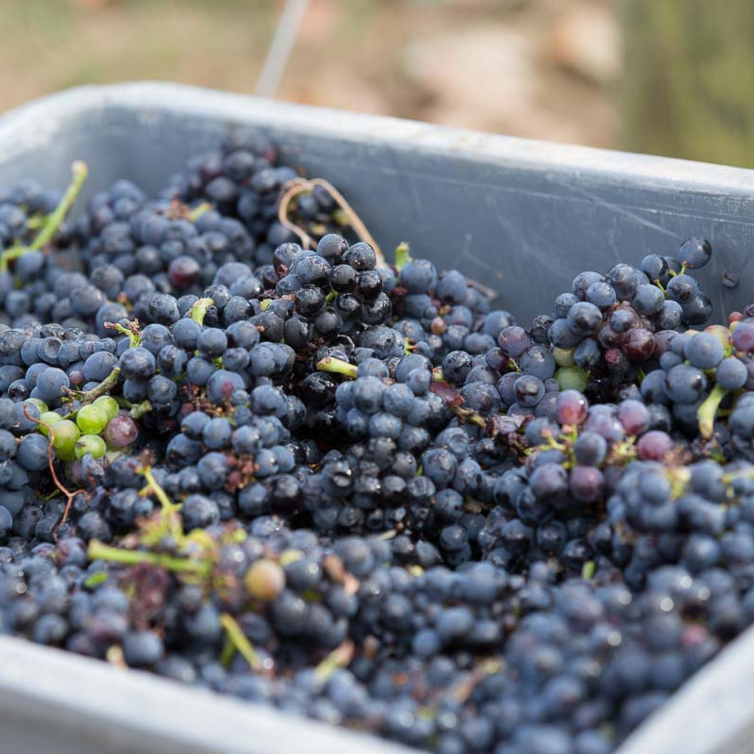 Normanby Fine Wines