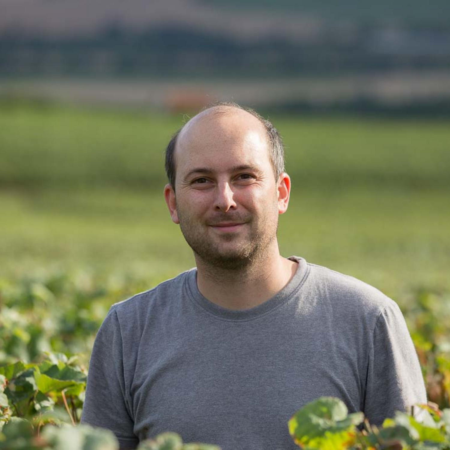 Normanby Fine Wines