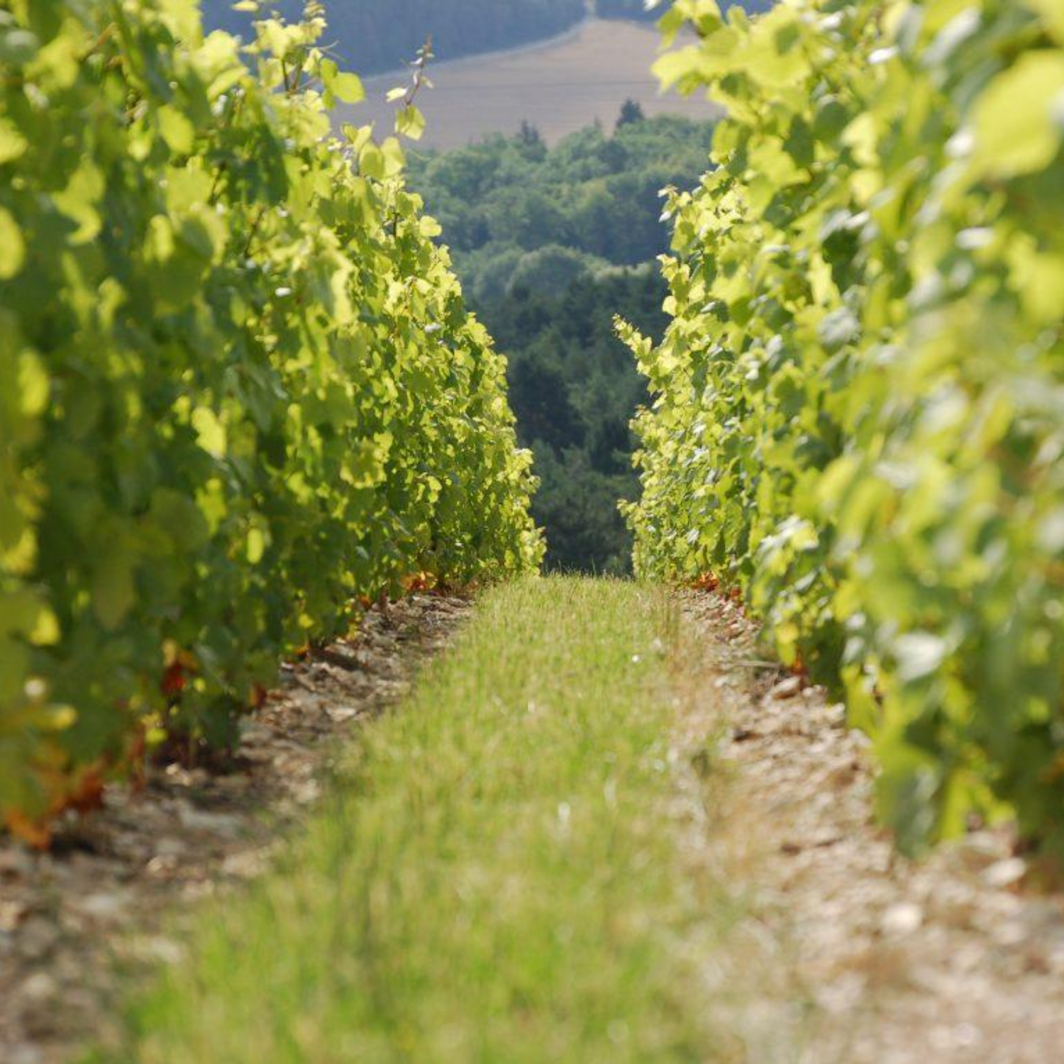 Normanby Fine Wines