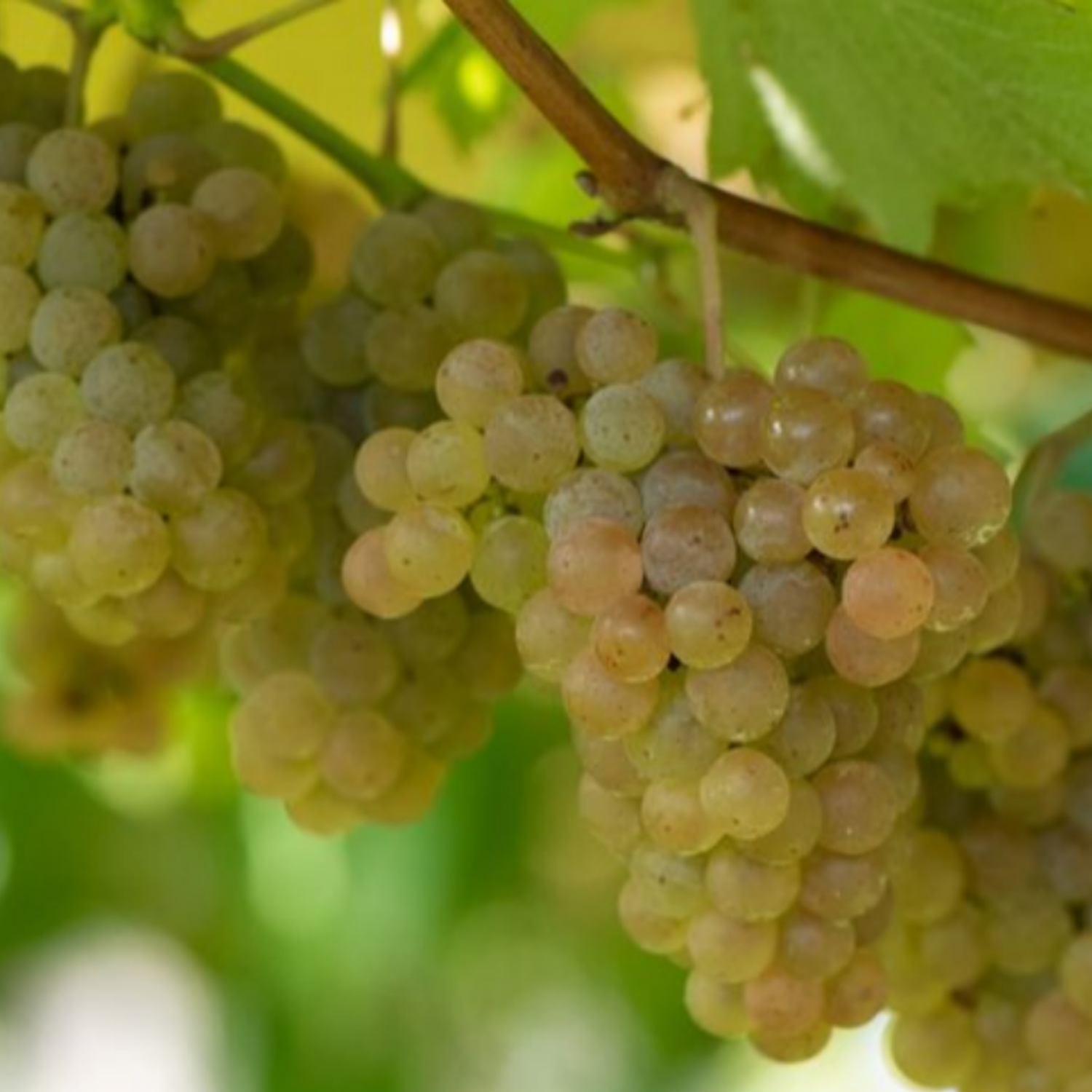Normanby Fine Wines